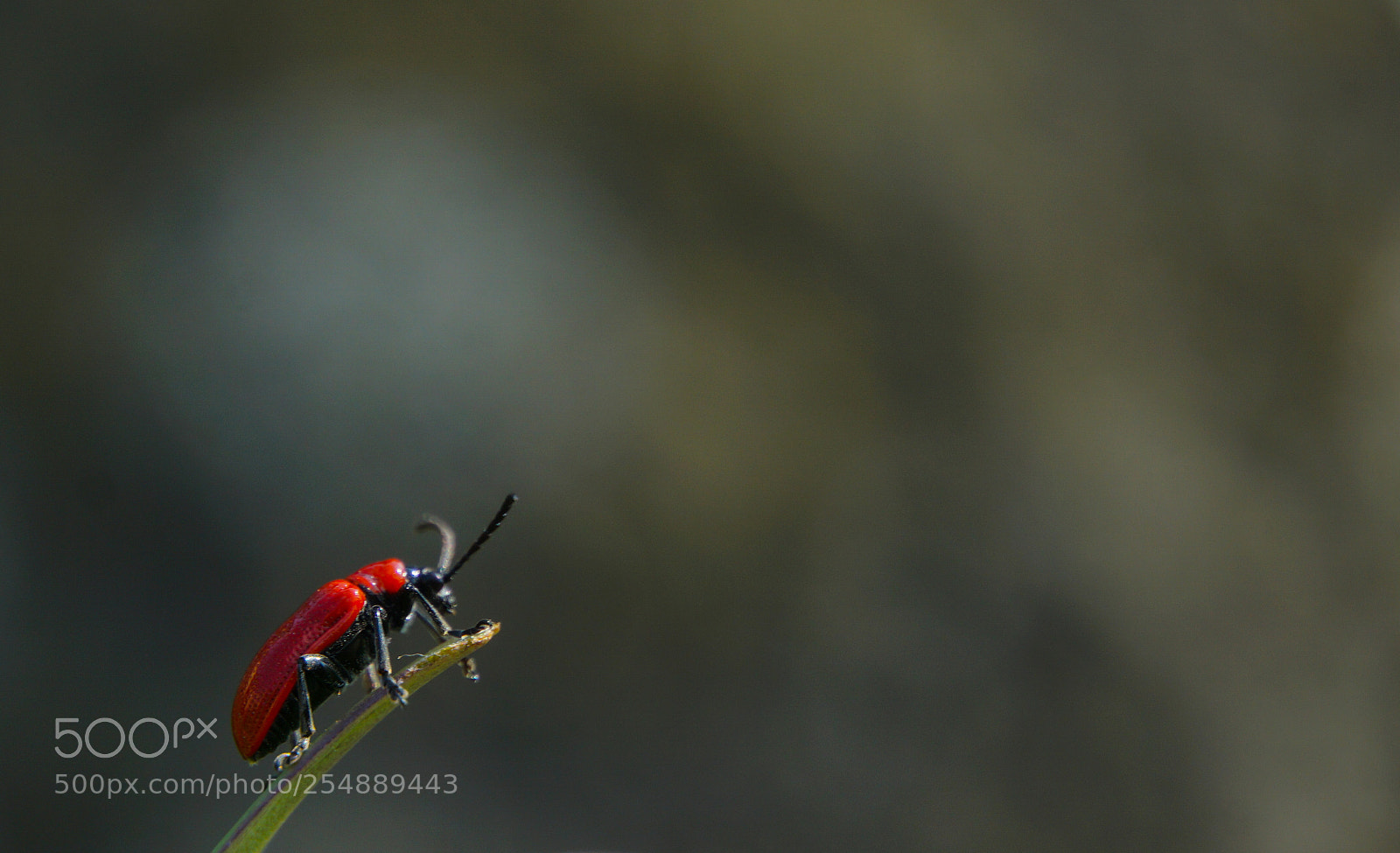 Sony a6000 sample photo. Dsc photography