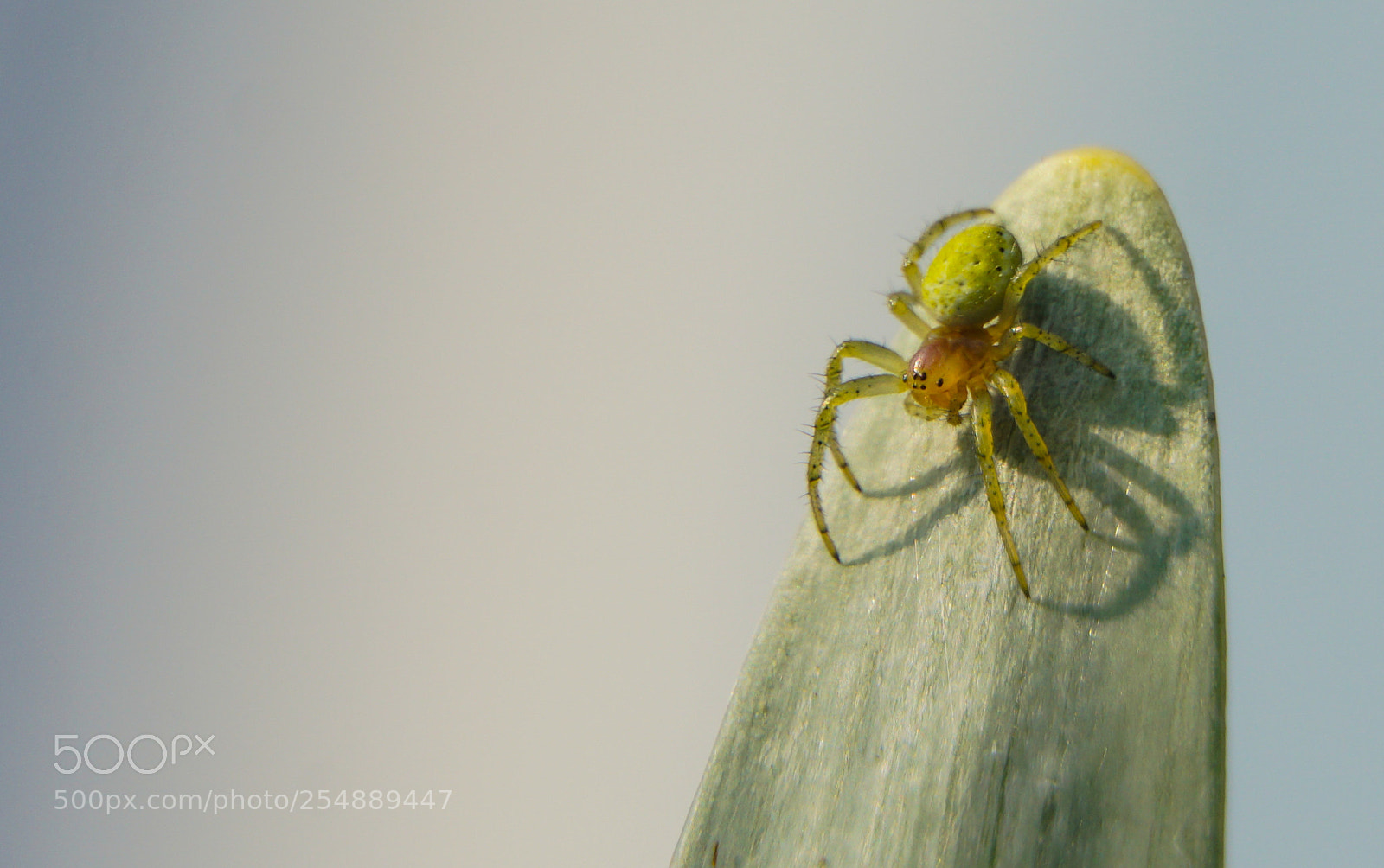 Sony a6000 sample photo. Dsc00721-2.jpg photography