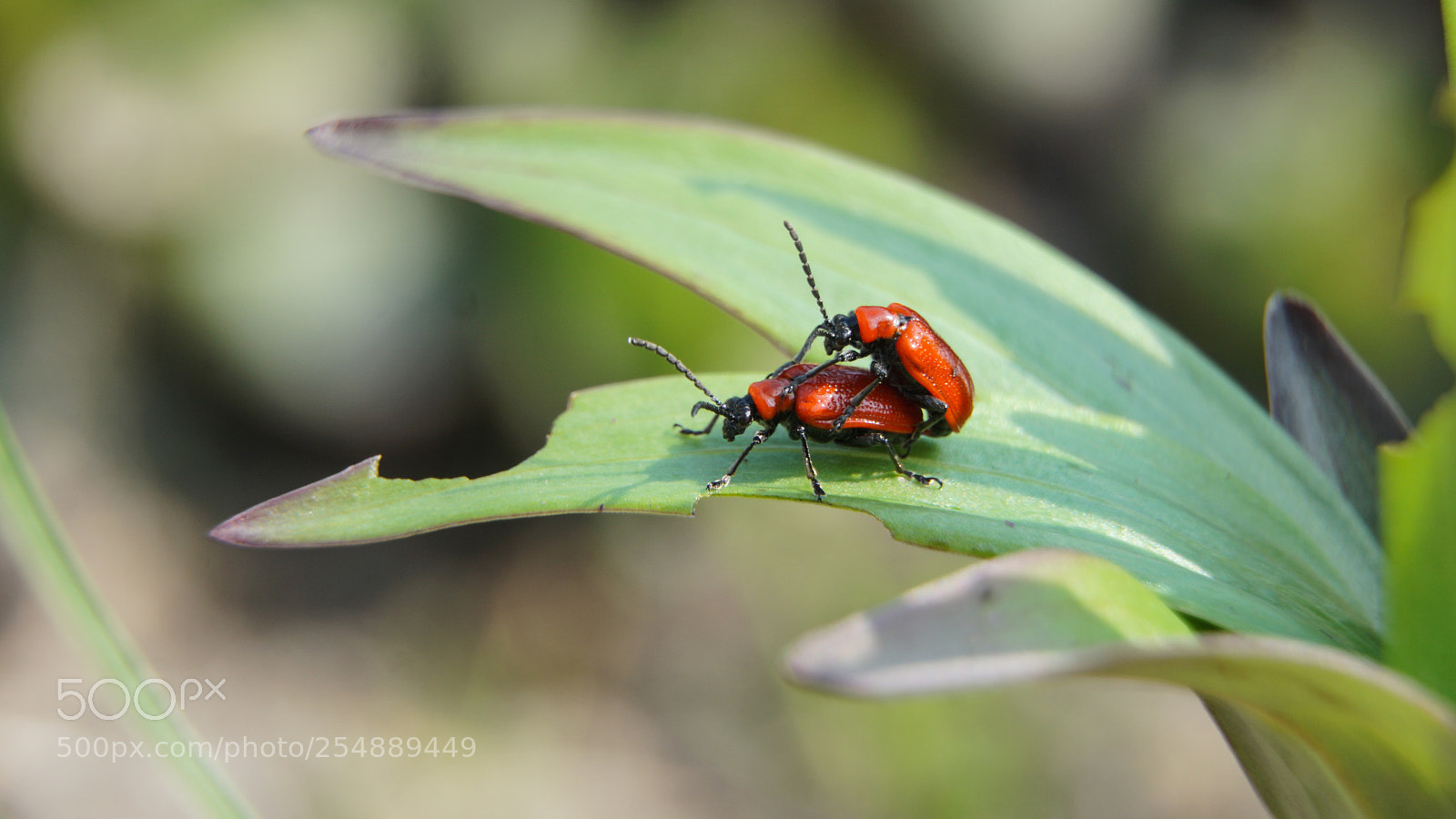 Sony a6000 sample photo. Dsc photography