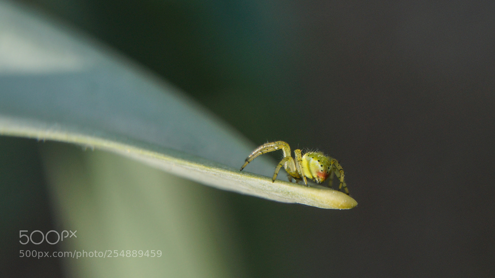Sony a6000 sample photo. Dsc00727-3.jpg photography