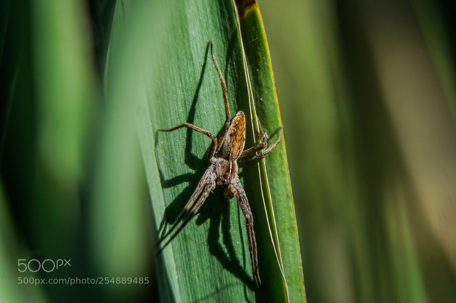 Sony a6000 sample photo. Dsc photography