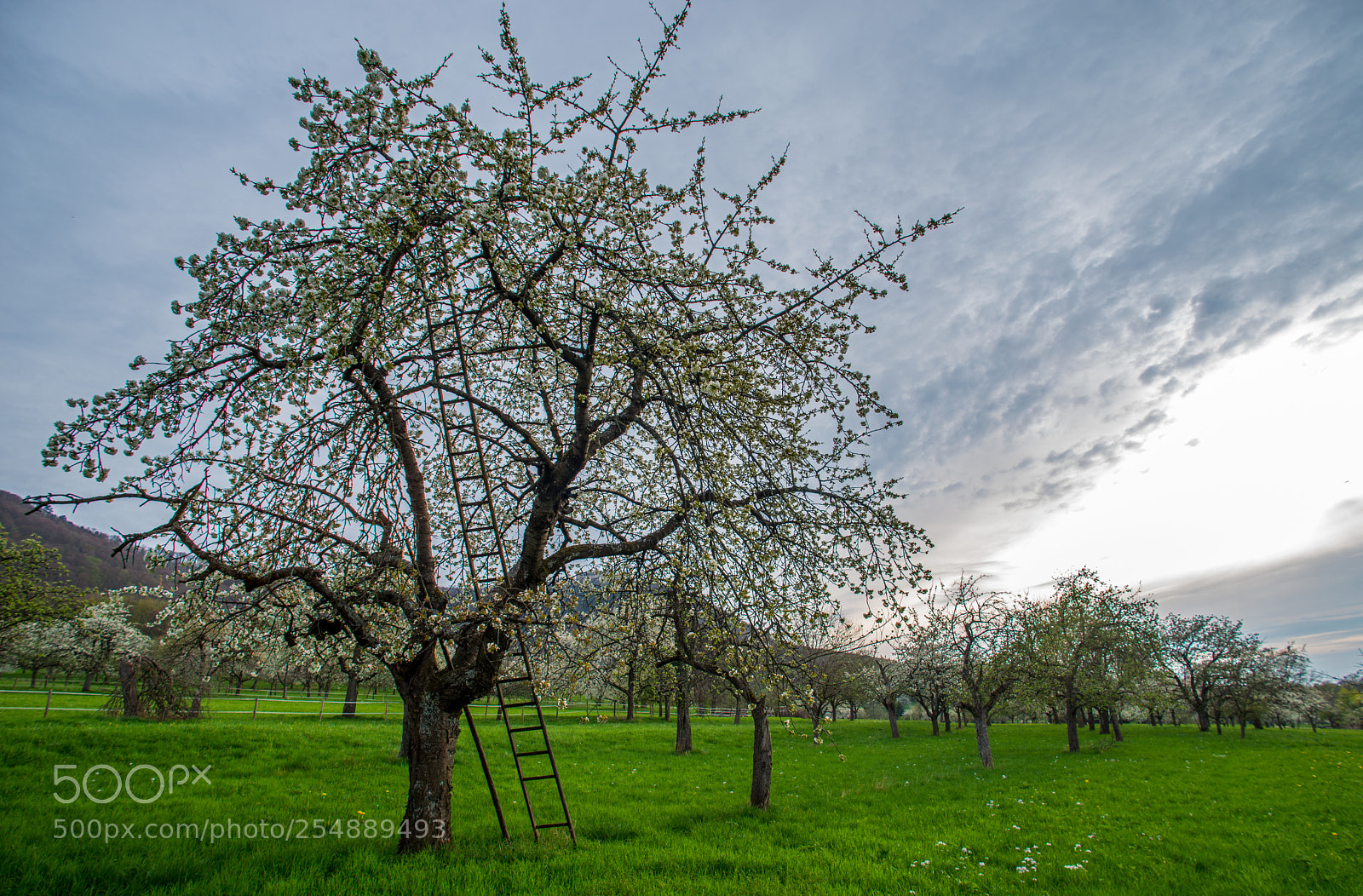 Nikon D800 sample photo. Blooming fruit tree photography