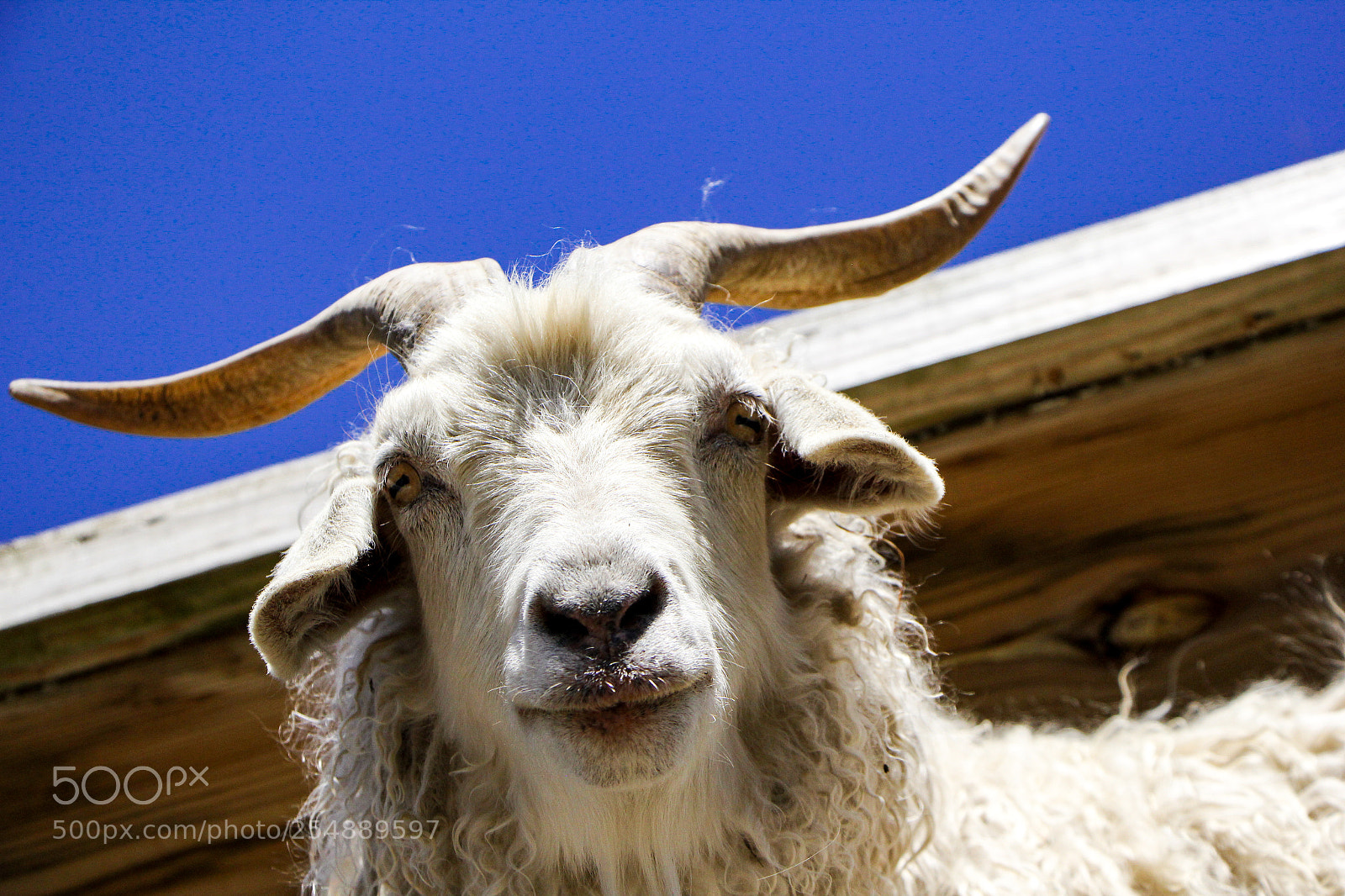 Canon EOS 60D sample photo. Looking down. photography