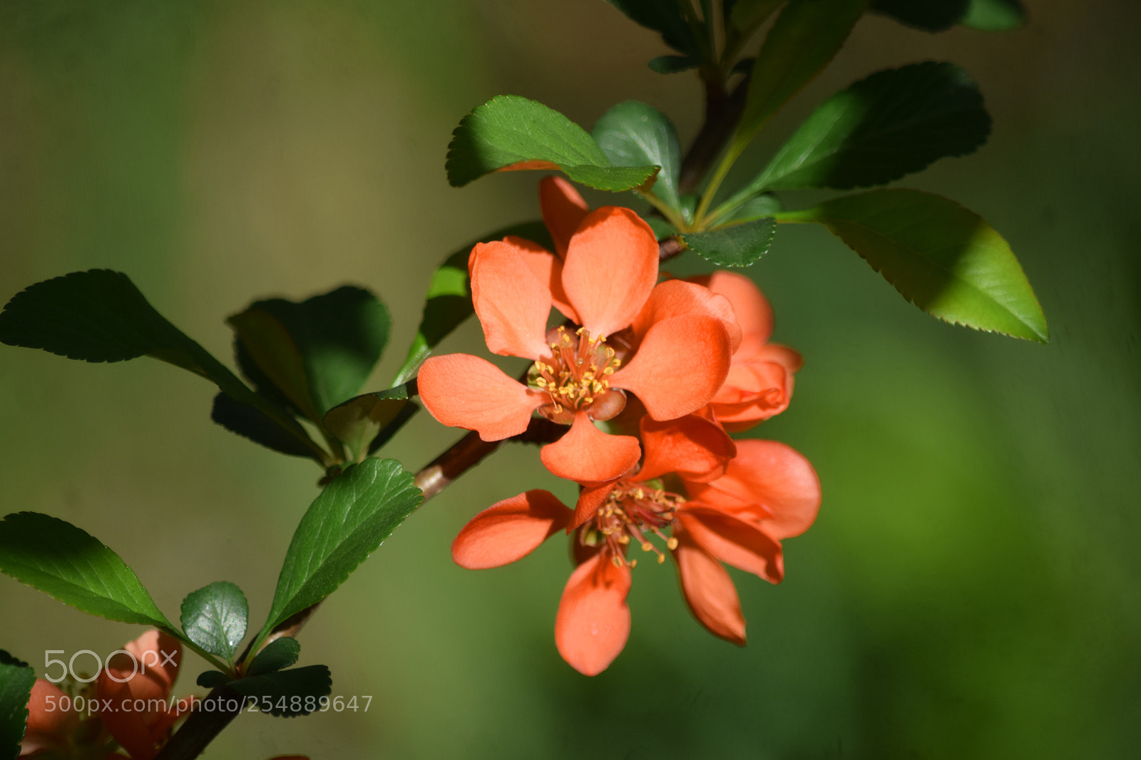 Nikon D5300 sample photo. Small blossom photography