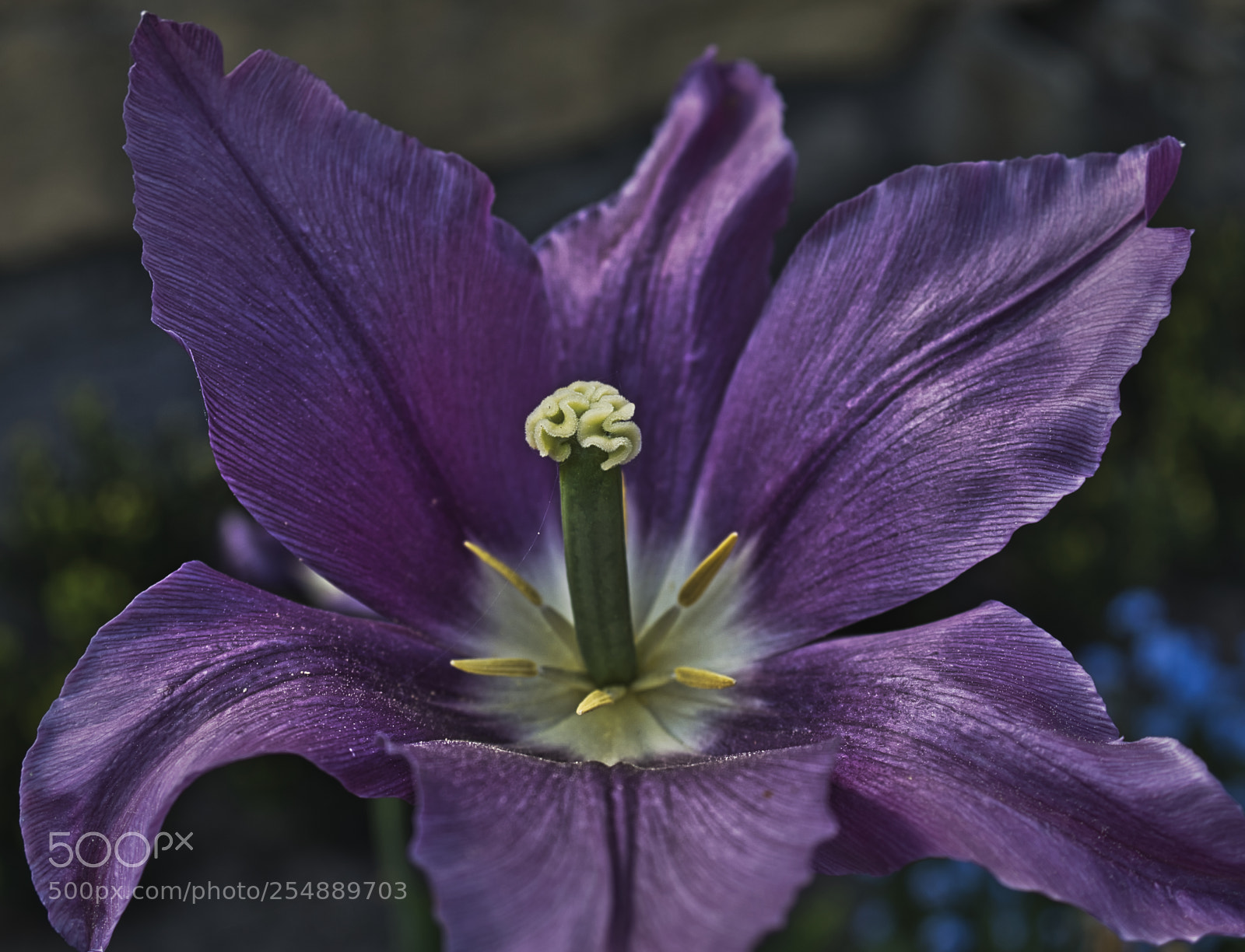 Sony ILCA-77M2 sample photo. Tulipa havran photography