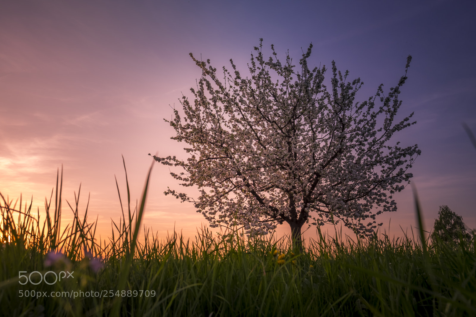 Fujifilm X-T1 sample photo. Apple tree blue hour photography