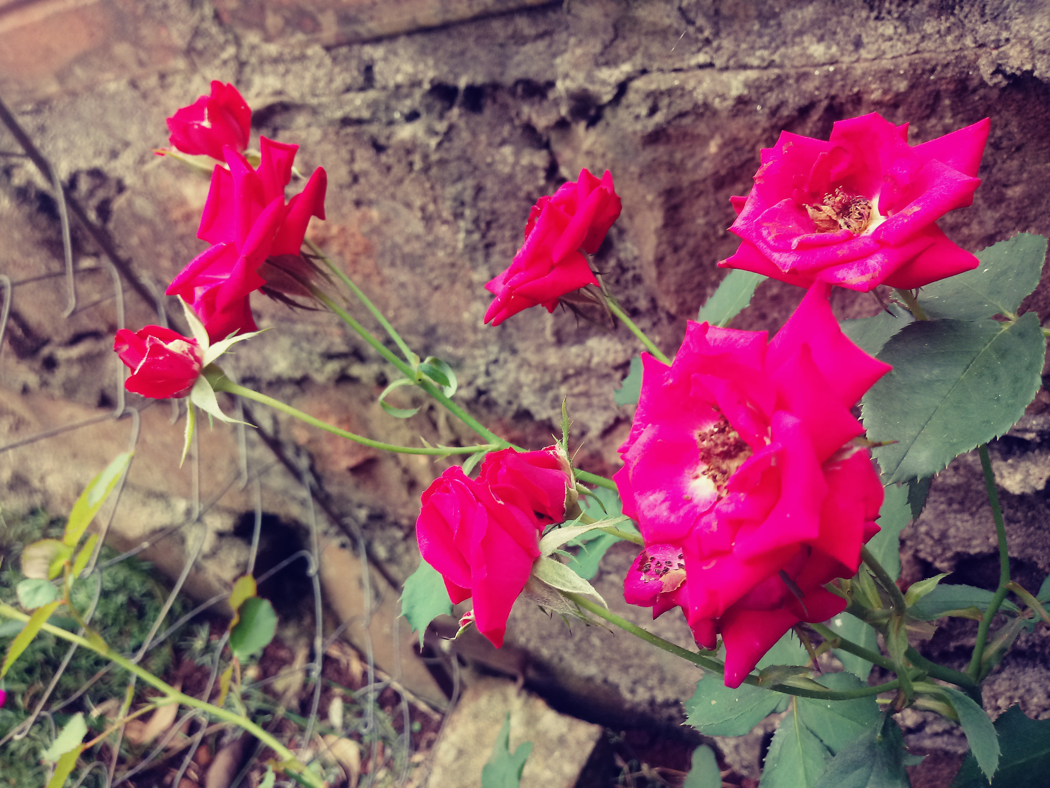 LG K10 (2017) sample photo