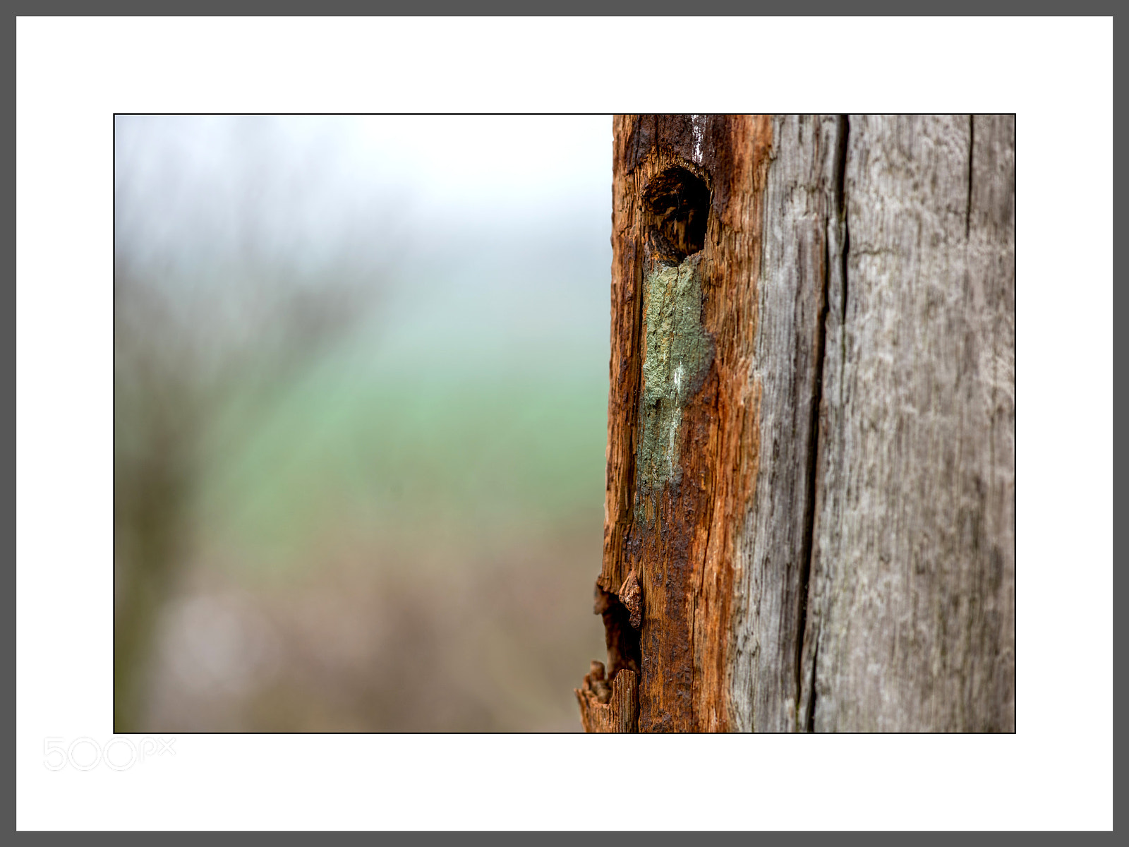 Nikon D750 sample photo. Crying wood photography