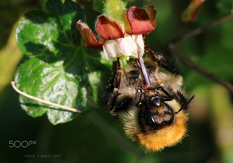 Canon EOS 70D + Sigma 105mm F2.8 EX DG OS HSM sample photo. Common carder bee photography
