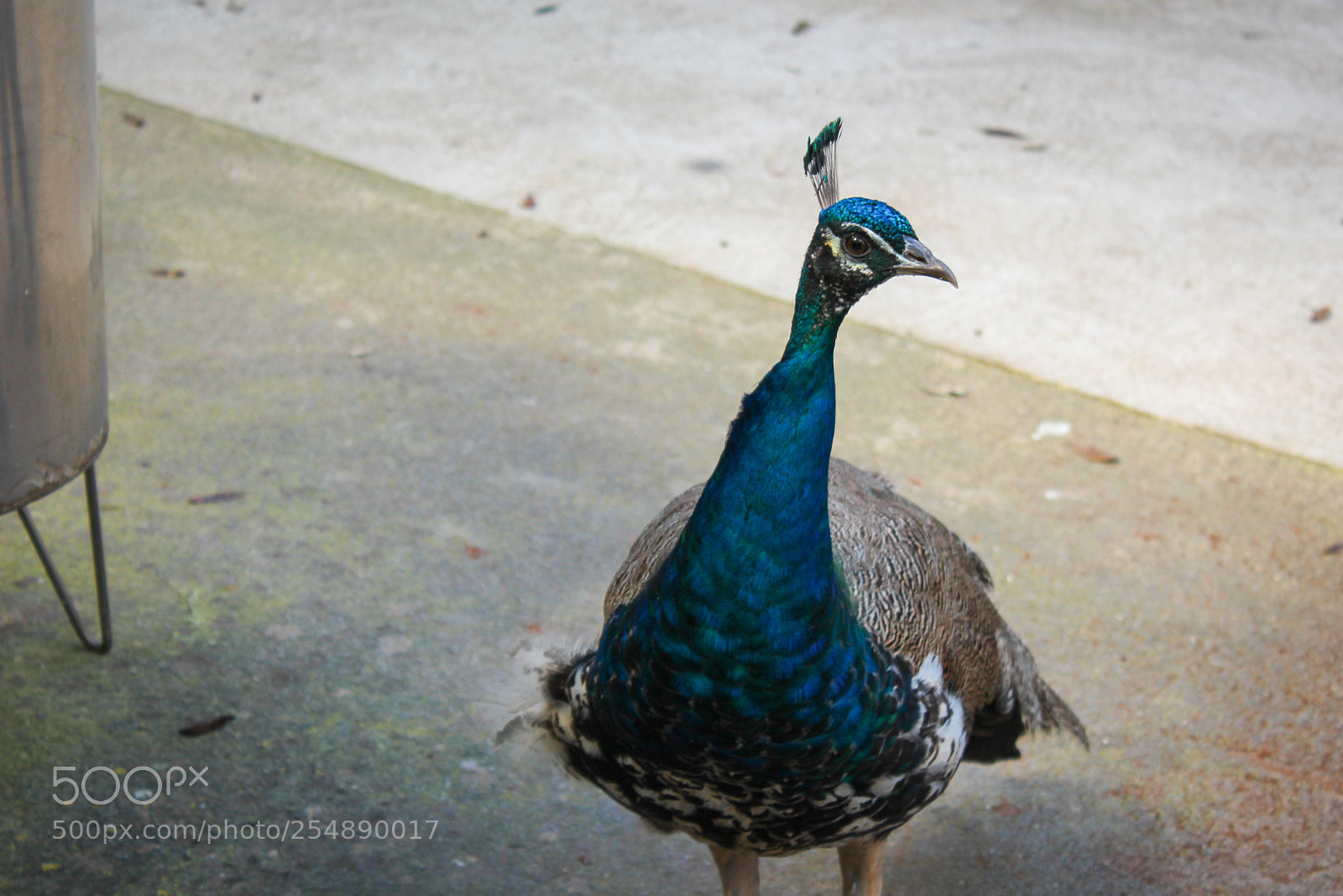 Canon EOS 1300D (EOS Rebel T6 / EOS Kiss X80) sample photo. Peacock photography