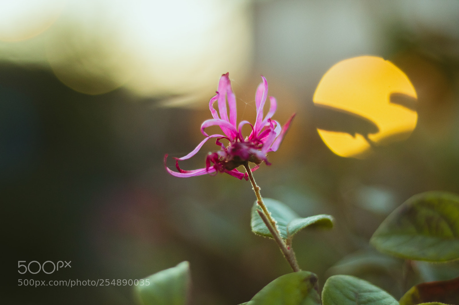 Canon EOS 750D (EOS Rebel T6i / EOS Kiss X8i) sample photo. Spring photography