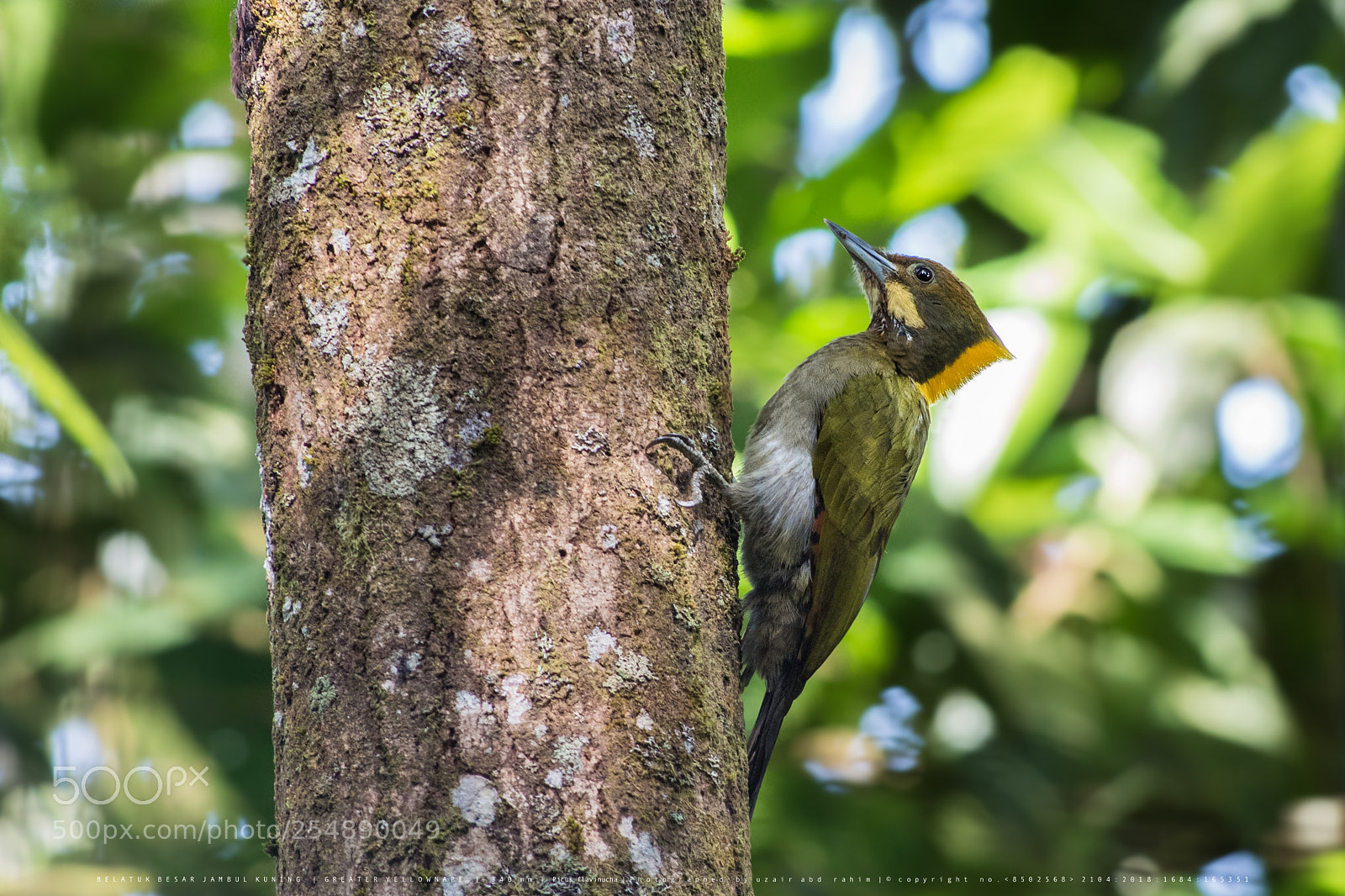 Nikon D810 sample photo. Male greater yellownape photography