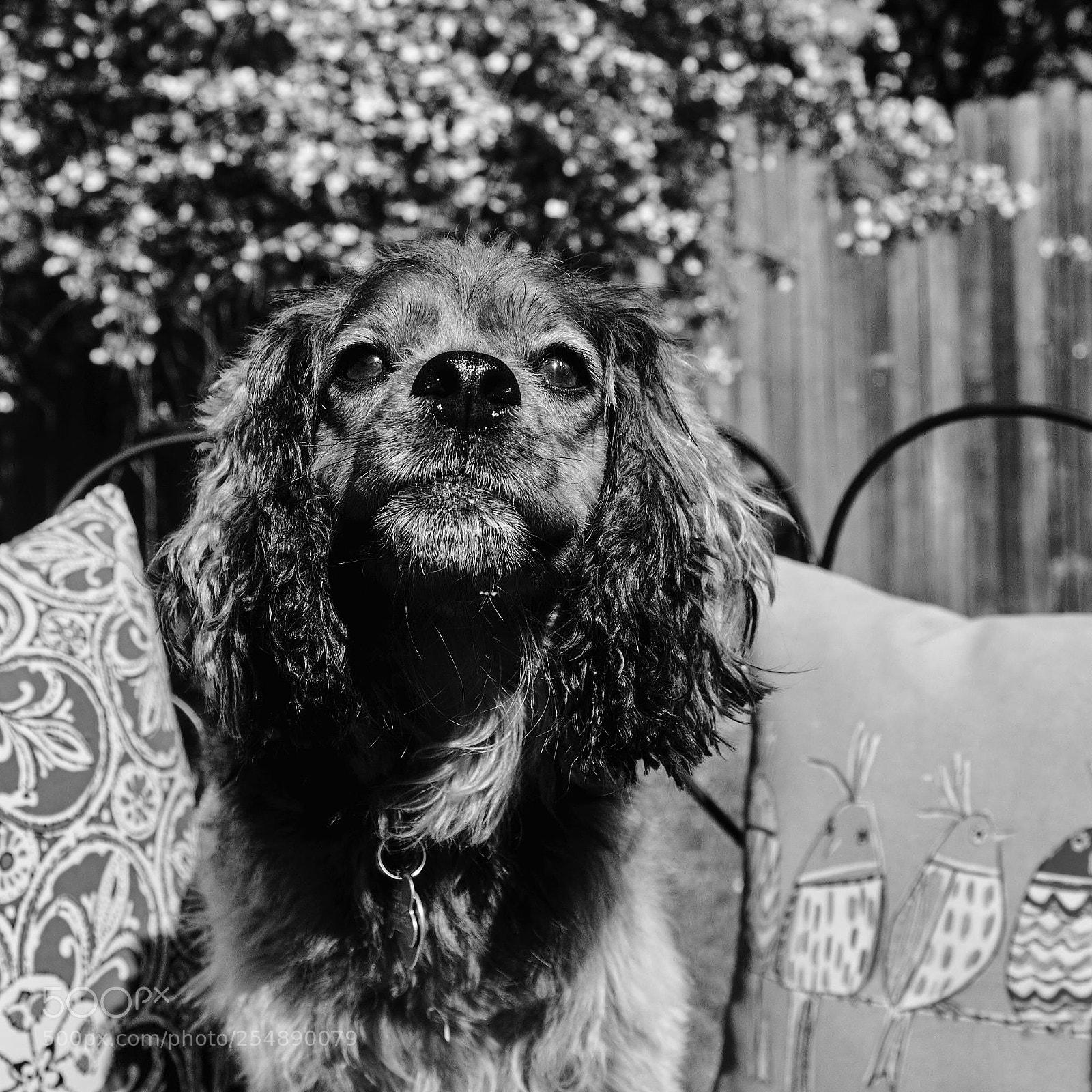 Fujifilm X-T2 sample photo. A monochrome scout photography