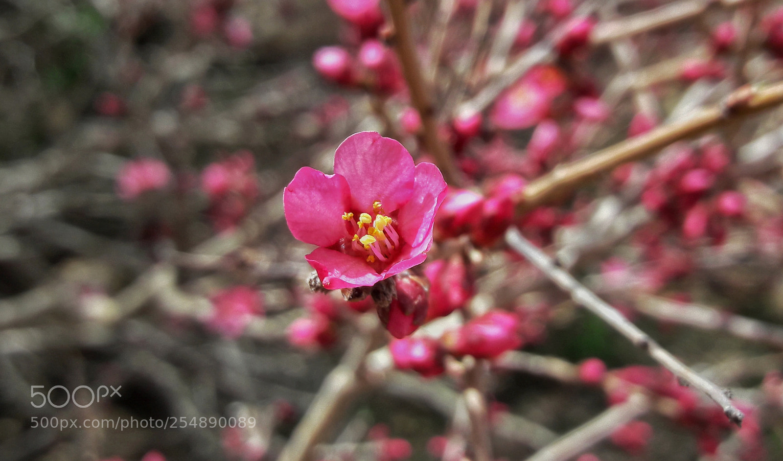 Samsung Galaxy A5(2016) sample photo. Untitled photography