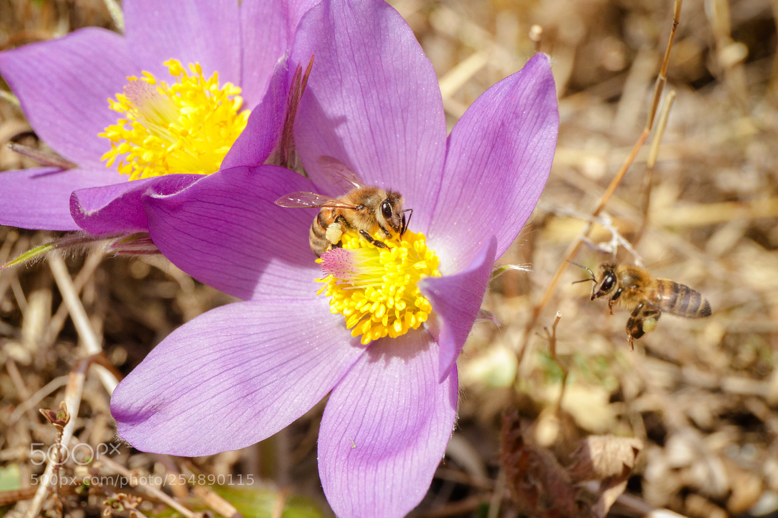 Canon EOS 7D sample photo. This is my flower... photography