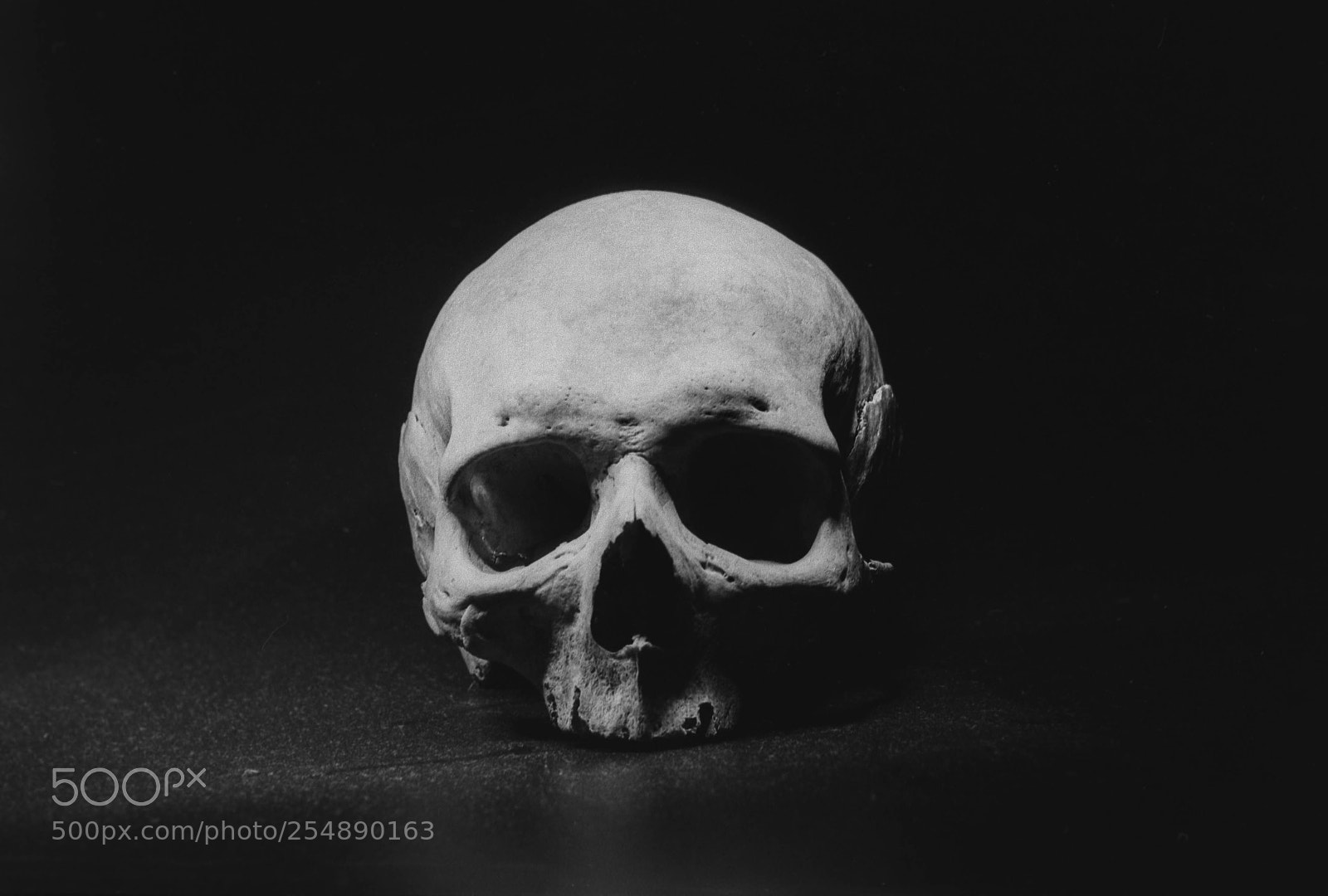 Nikon D3100 sample photo. Skull photography