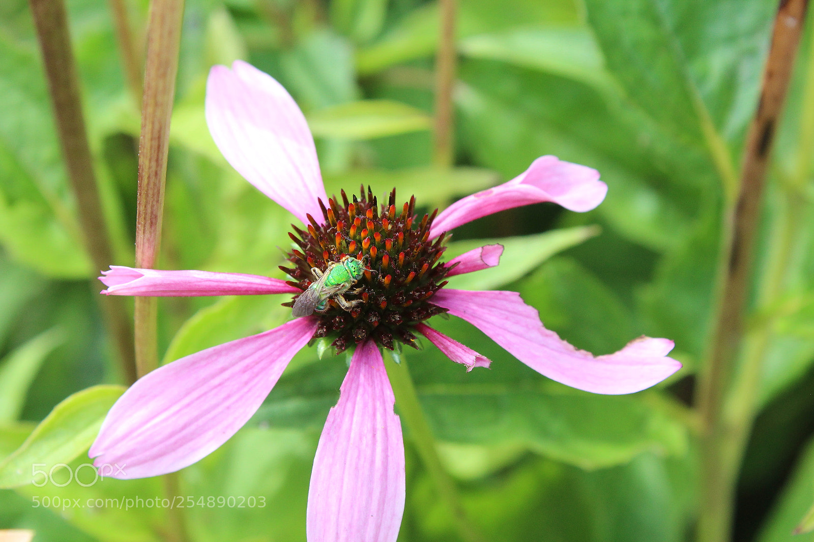 Canon EOS 1200D (EOS Rebel T5 / EOS Kiss X70 / EOS Hi) sample photo. Flower bug photography