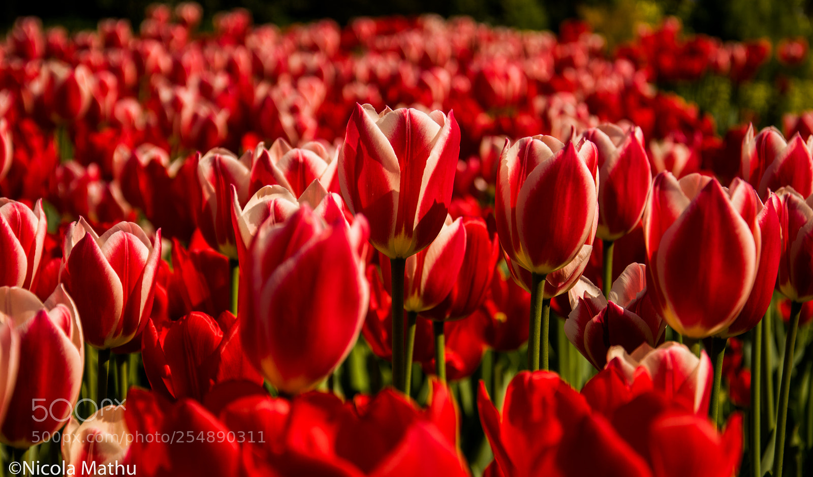 Nikon D5300 sample photo. Tulpen photography