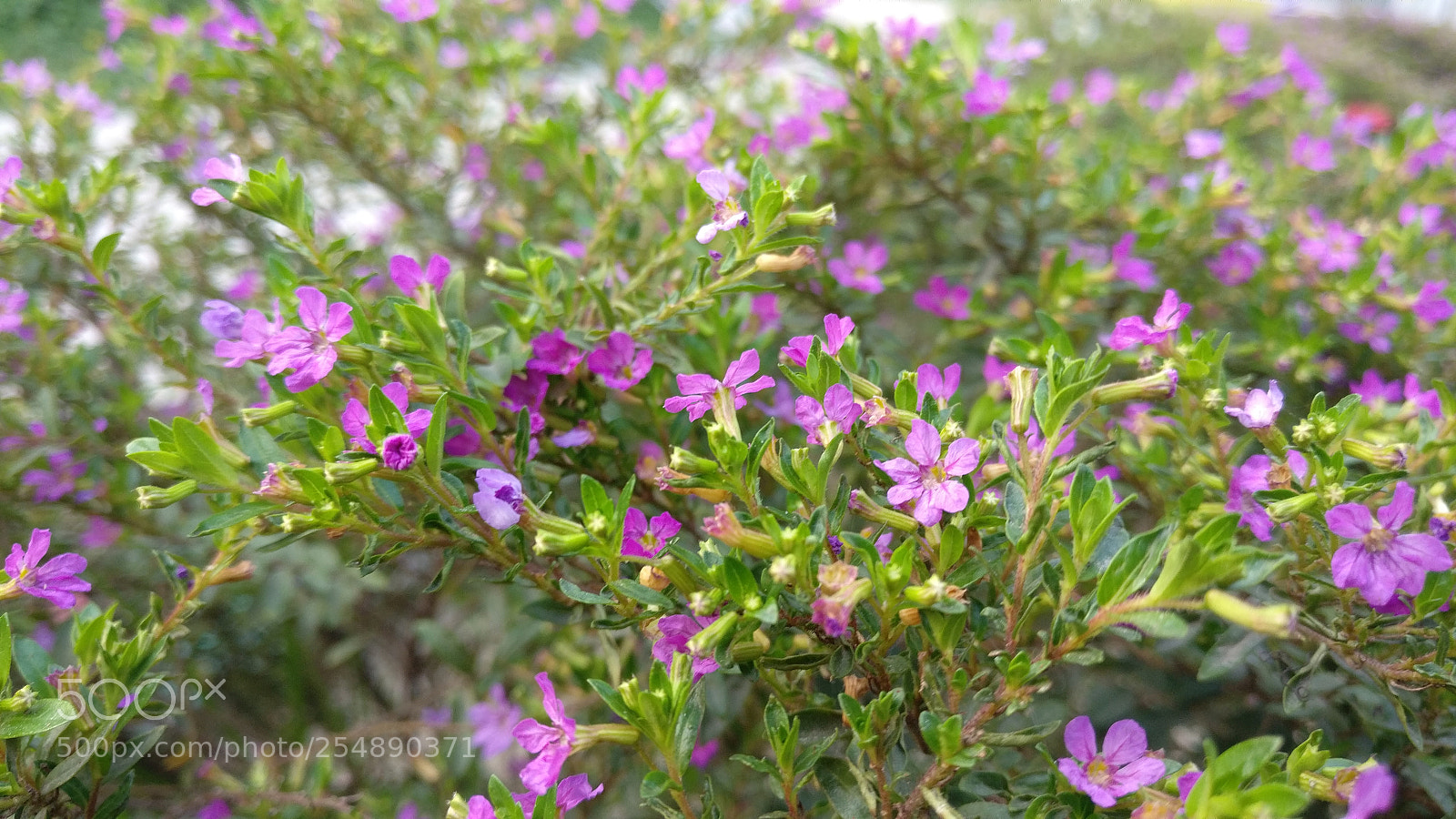 OnePlus A3003 sample photo. Untitled photography