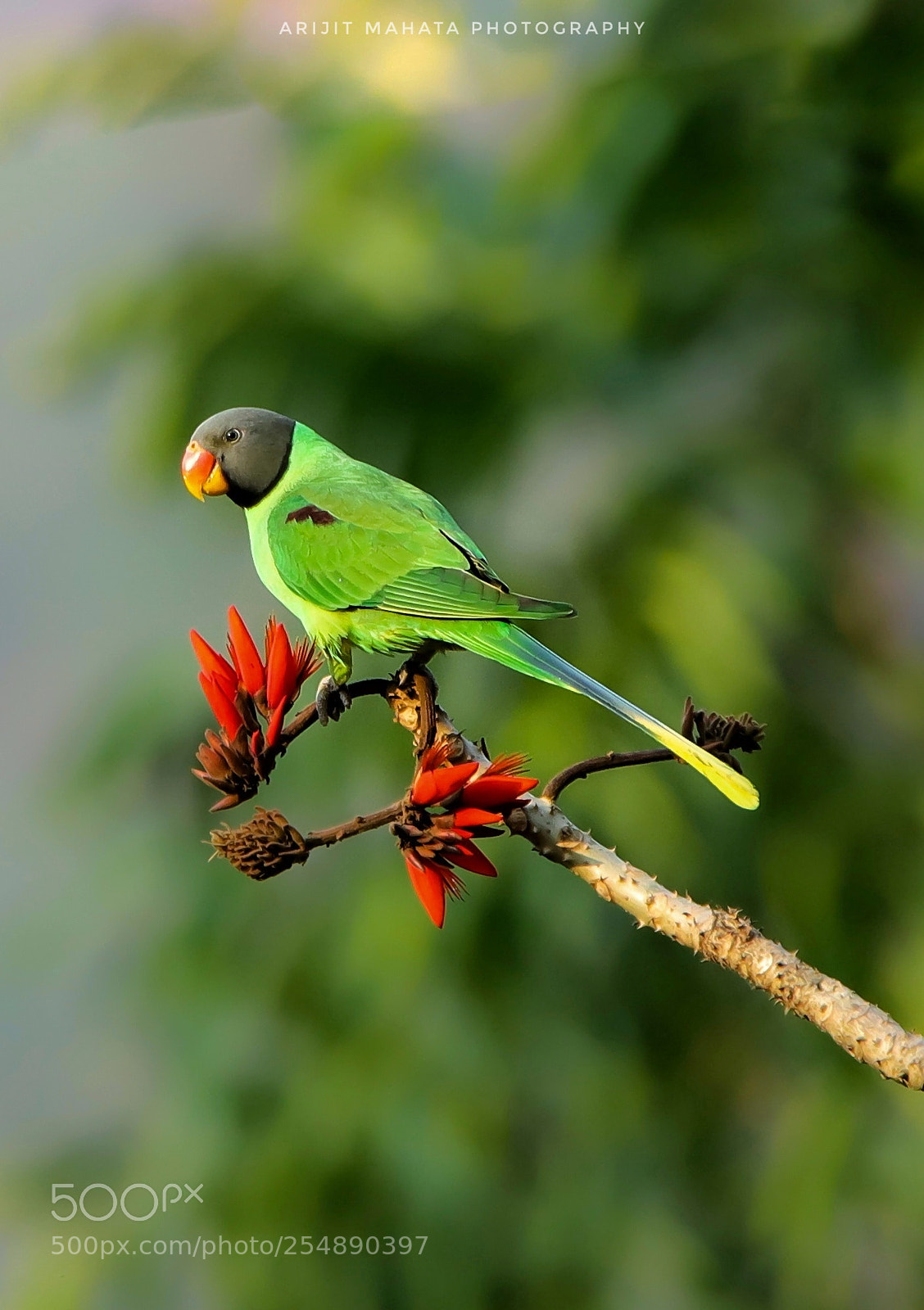 Canon EOS 6D Mark II sample photo. Slaty headed parakeet....... photography