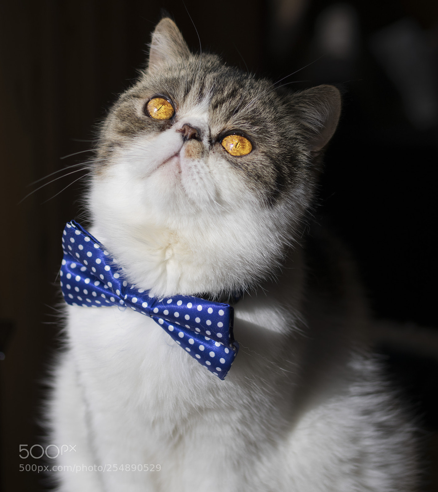 Pentax K-3 II sample photo. Amber kitty photography