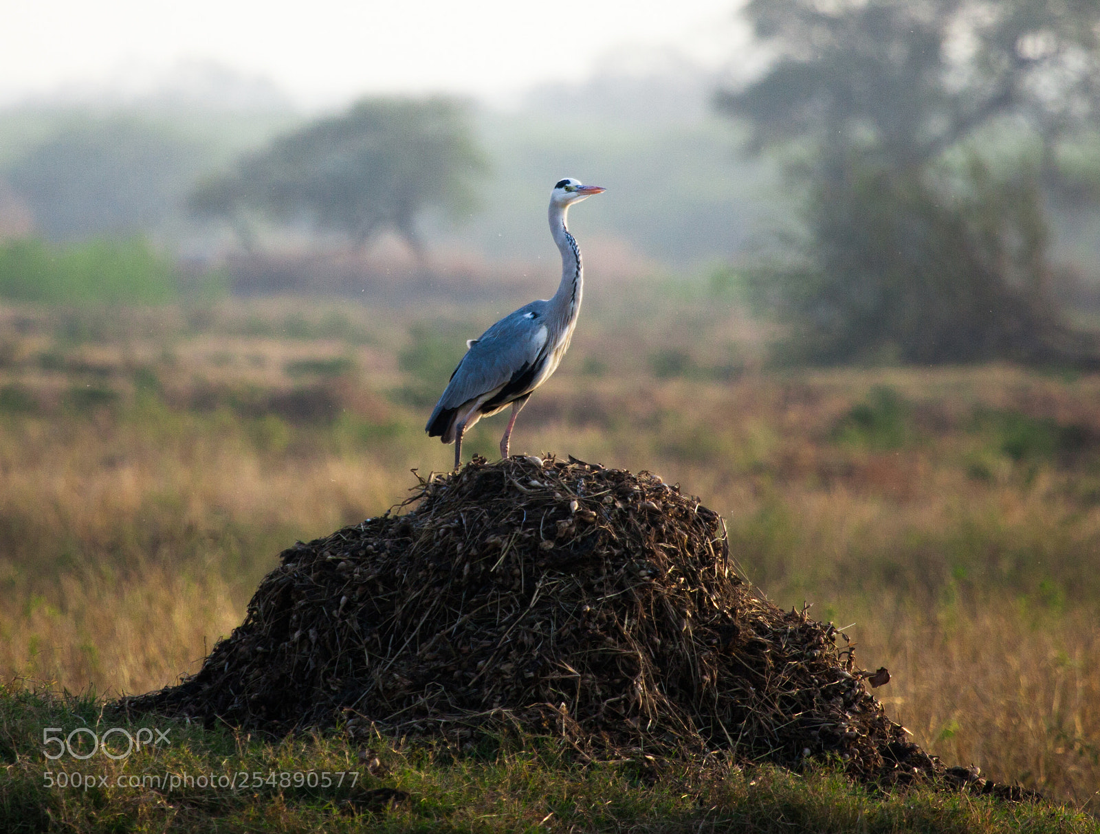 Canon EOS 5D Mark II sample photo. Heron photography