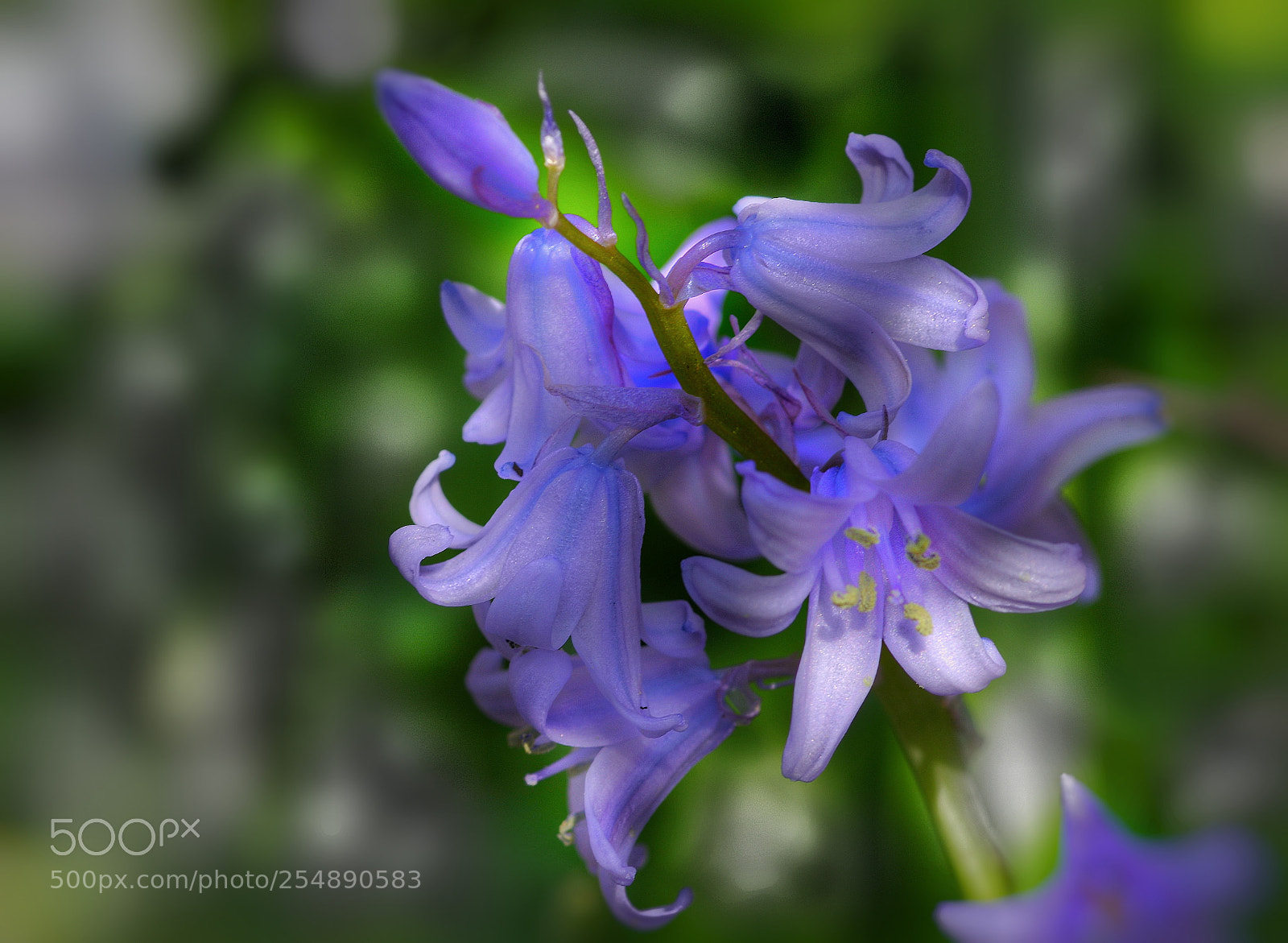 Pentax K-3 sample photo. ?... photography