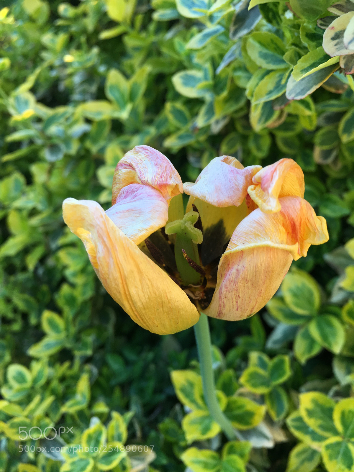 Apple iPhone SE sample photo. The dying ... photography