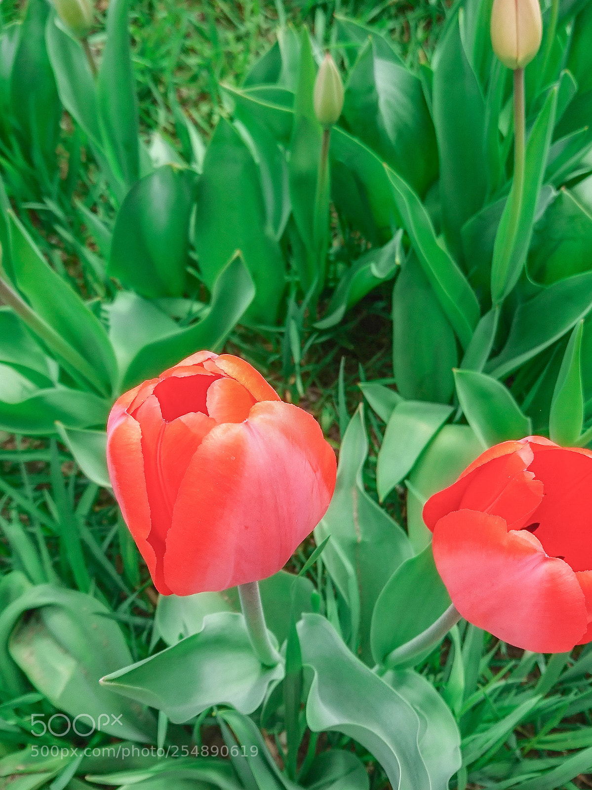 Sony Xperia XZ sample photo. Dsc_6028-01.jpg photography
