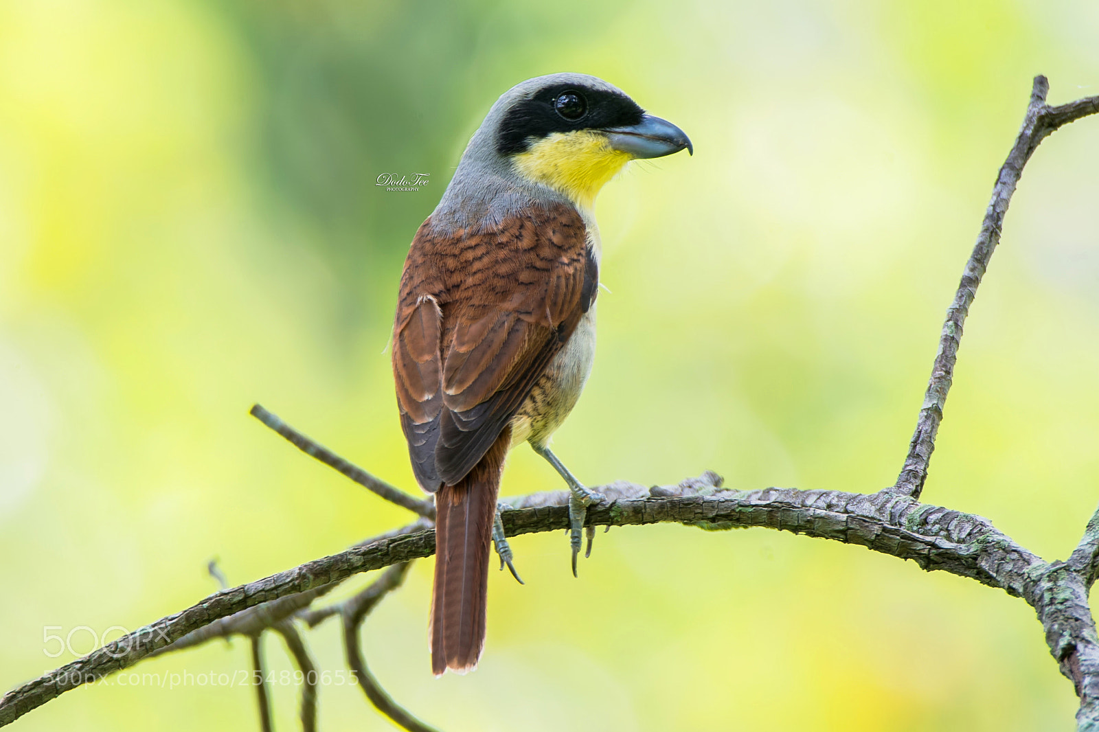 Nikon D500 sample photo. Tiger shrike male 23.4.2018 photography