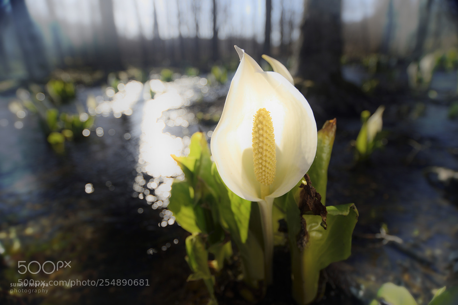 Nikon D750 sample photo. Flower of spring photography