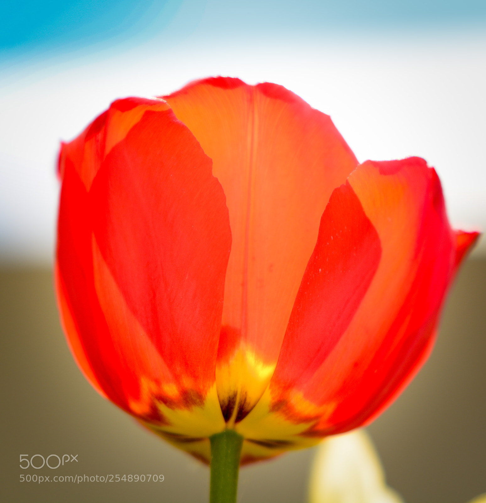 Nikon D7100 sample photo. Red tulipe photography