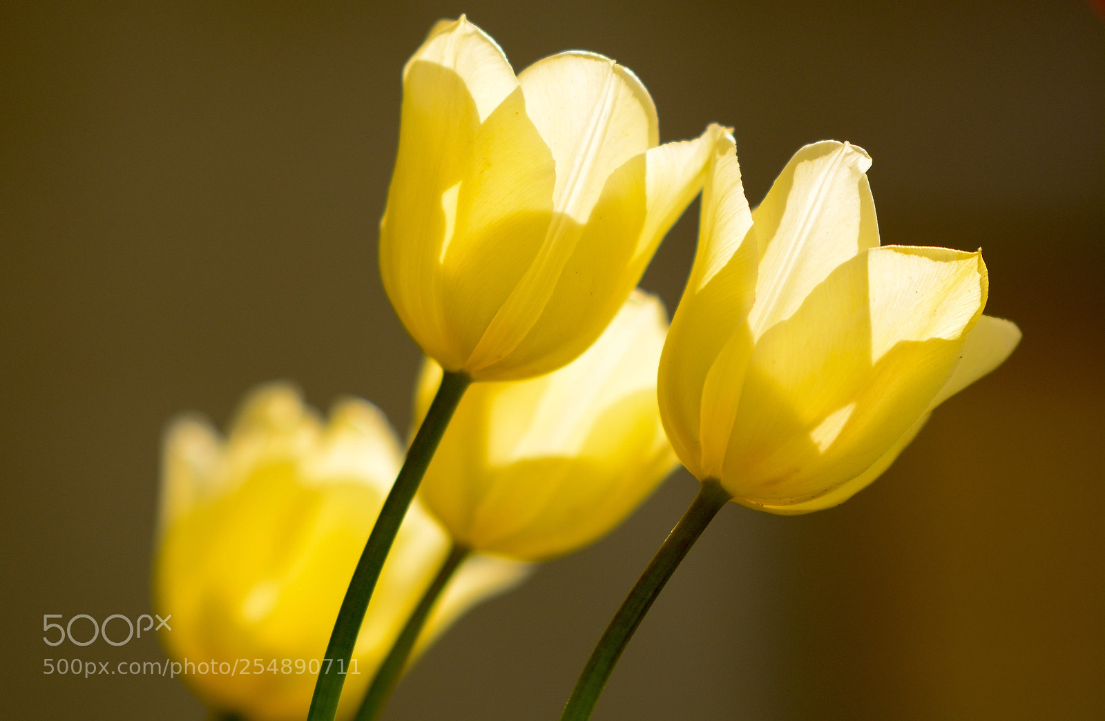 Nikon D7100 sample photo. Triple  tulipe photography