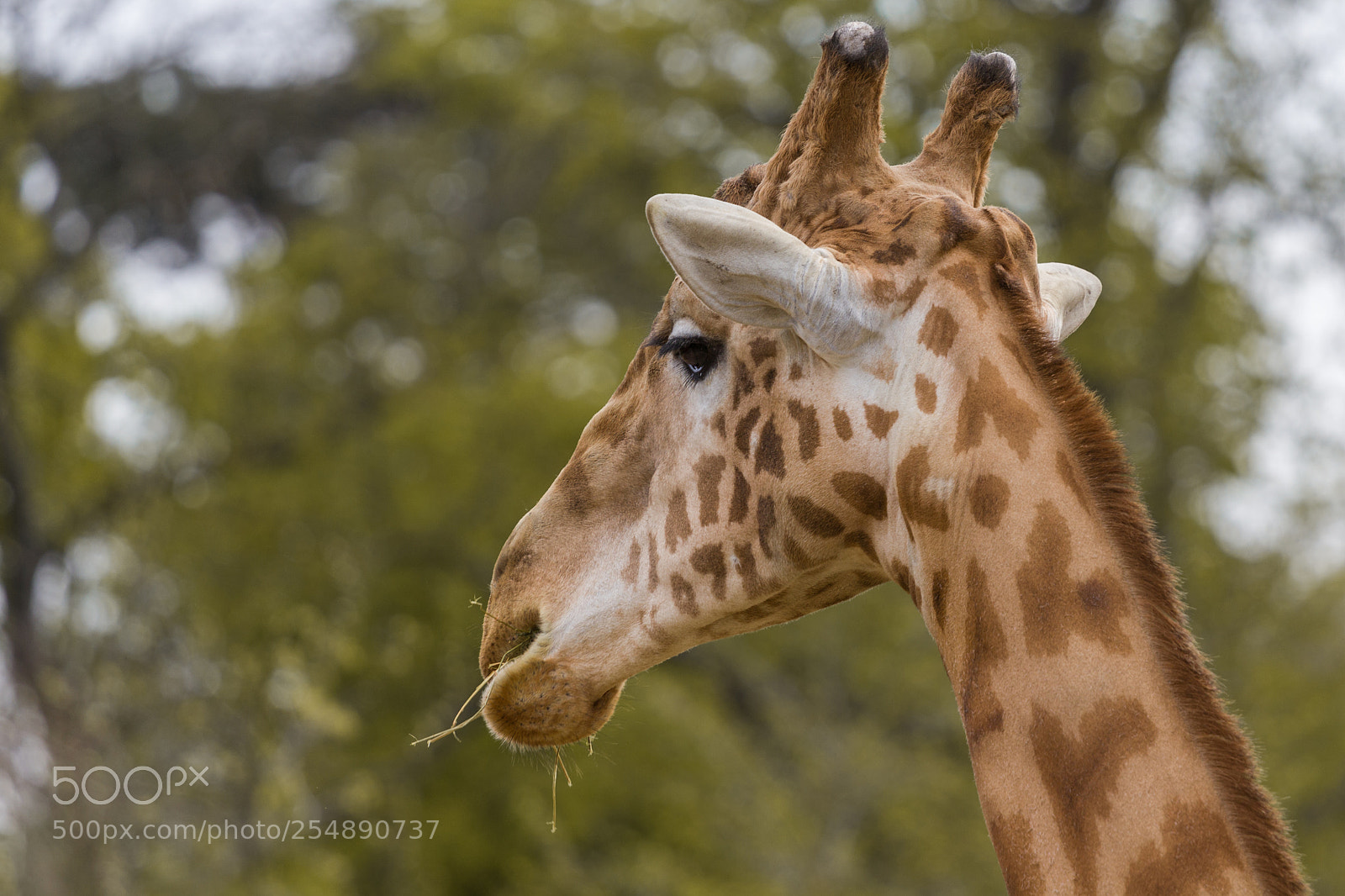 Canon EOS 550D (EOS Rebel T2i / EOS Kiss X4) sample photo. Vincennes - giraffe in photography