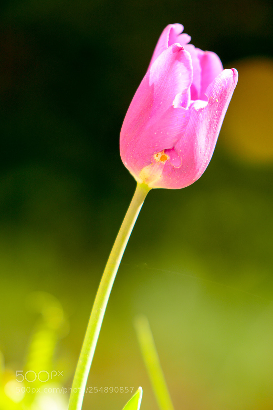 Nikon D7100 sample photo. Pink tulipe photography