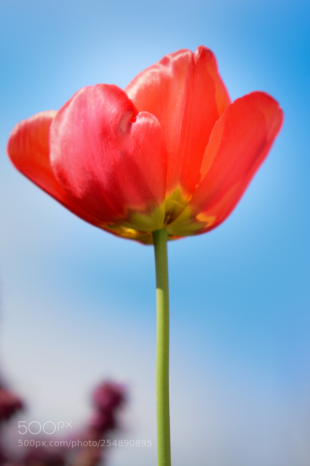 Nikon D7100 sample photo. Red tulipe photography