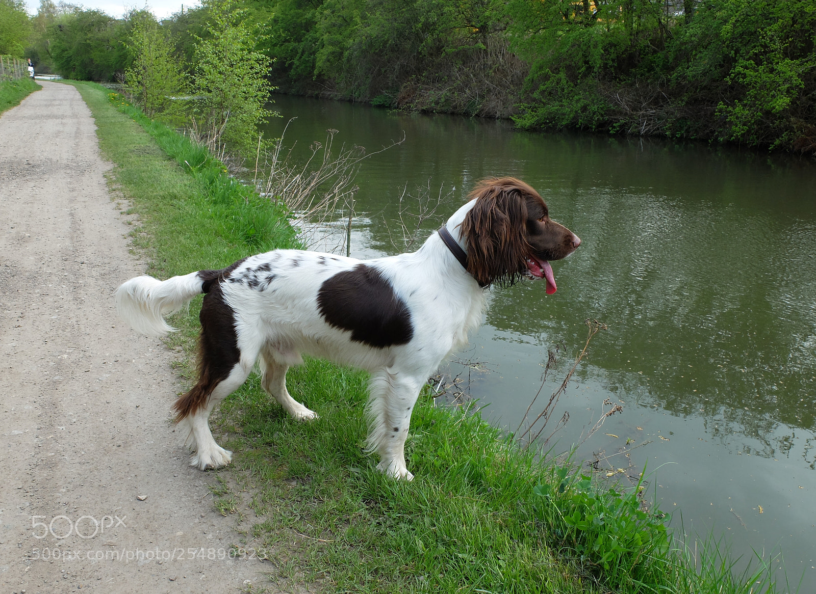 Fujifilm X20 sample photo. Duck spotting photography