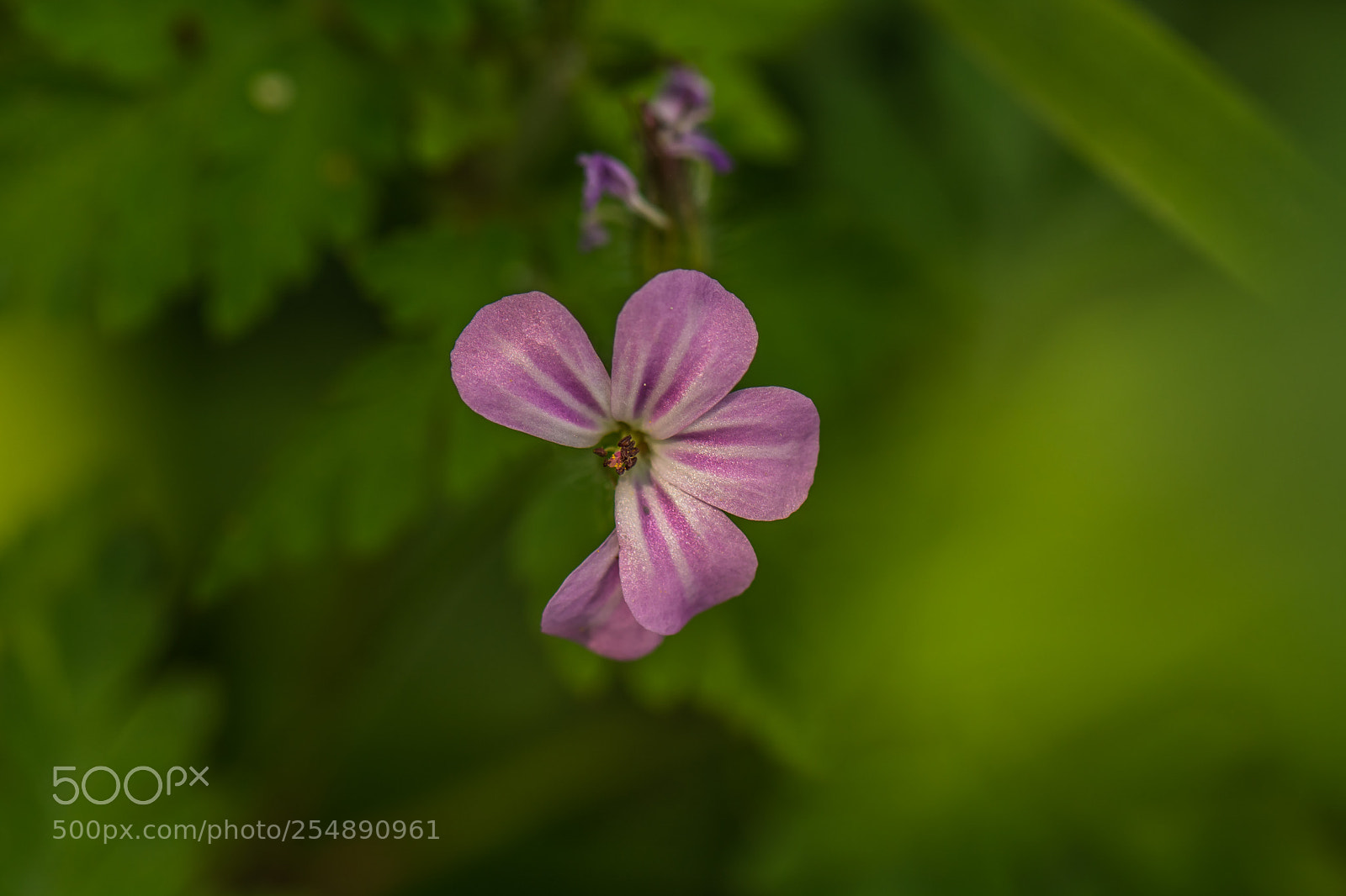 Nikon D7100 sample photo. Wildflower photography