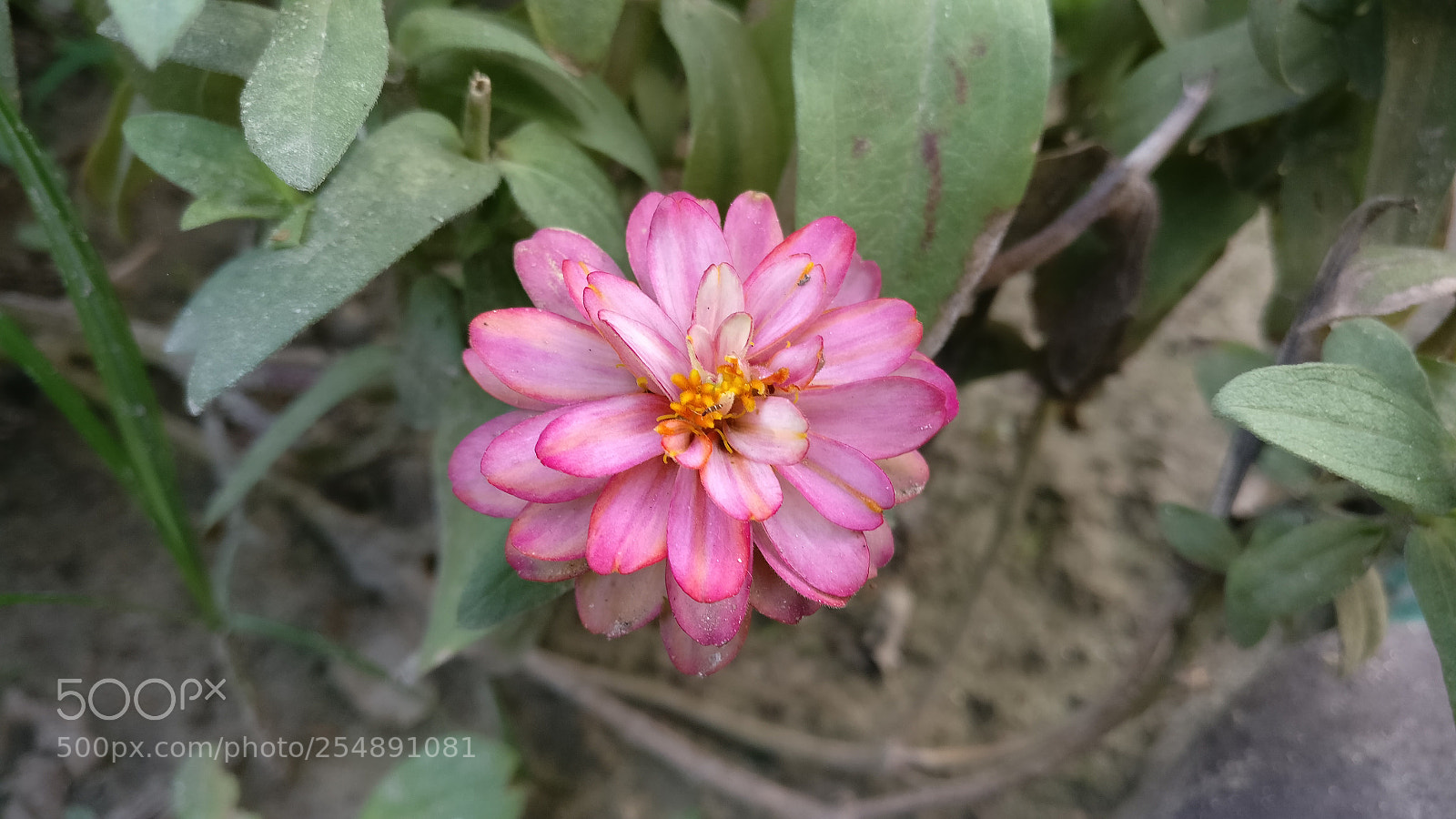 OnePlus A3003 sample photo. Untitled photography