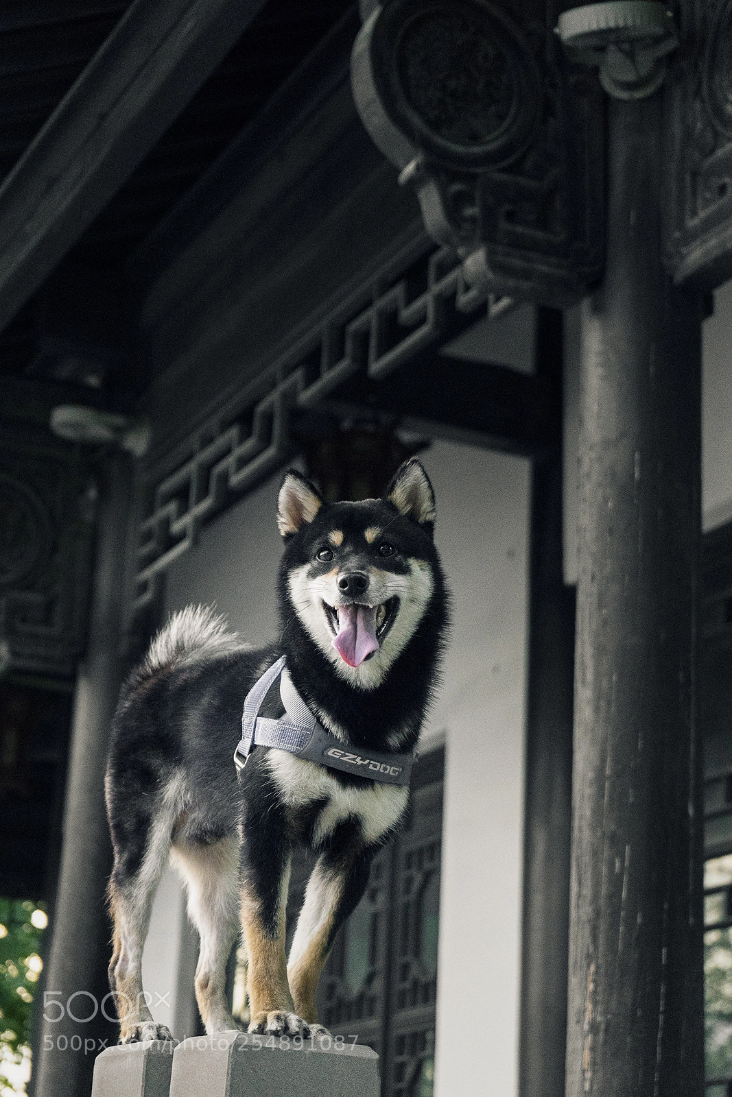 Sony a7 III sample photo. 来自日本的柴犬 photography