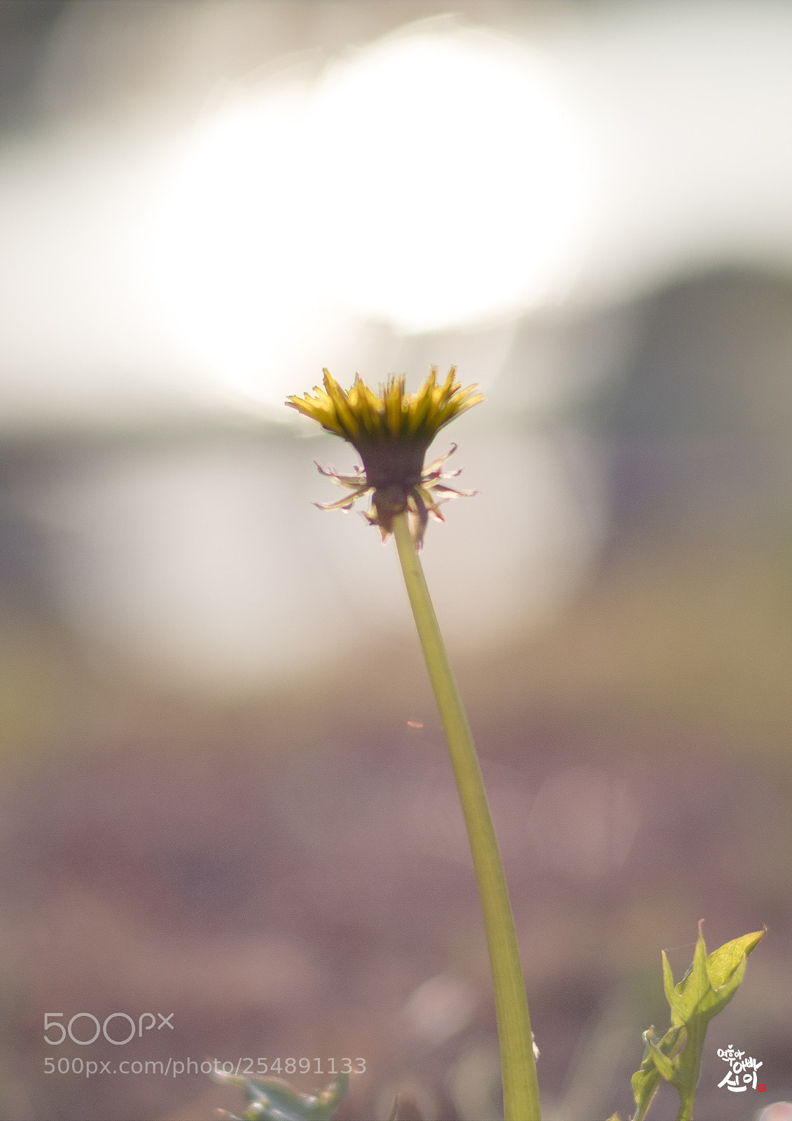Fujifilm X-T2 sample photo. Light flower photography
