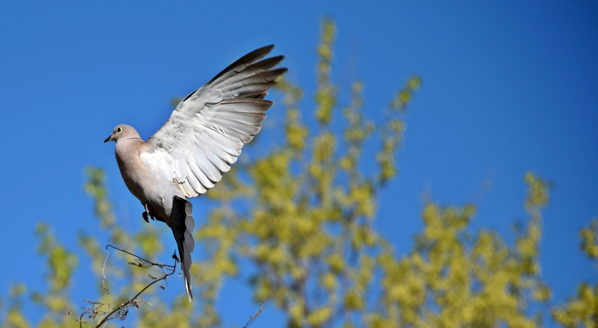 Nikon D3300 sample photo. Jump around photography
