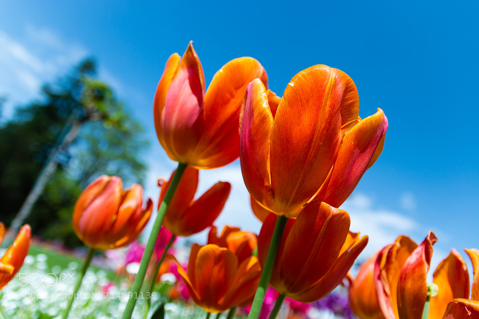 Canon EOS 70D sample photo. Flowers photography