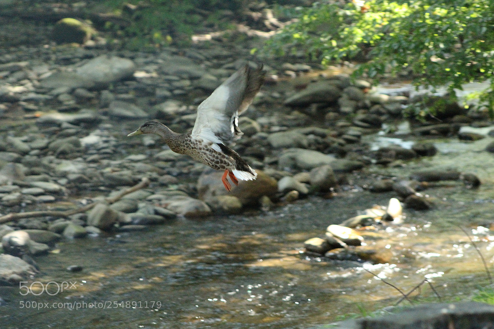 Canon EOS 1200D (EOS Rebel T5 / EOS Kiss X70 / EOS Hi) sample photo. Duck in flight photography