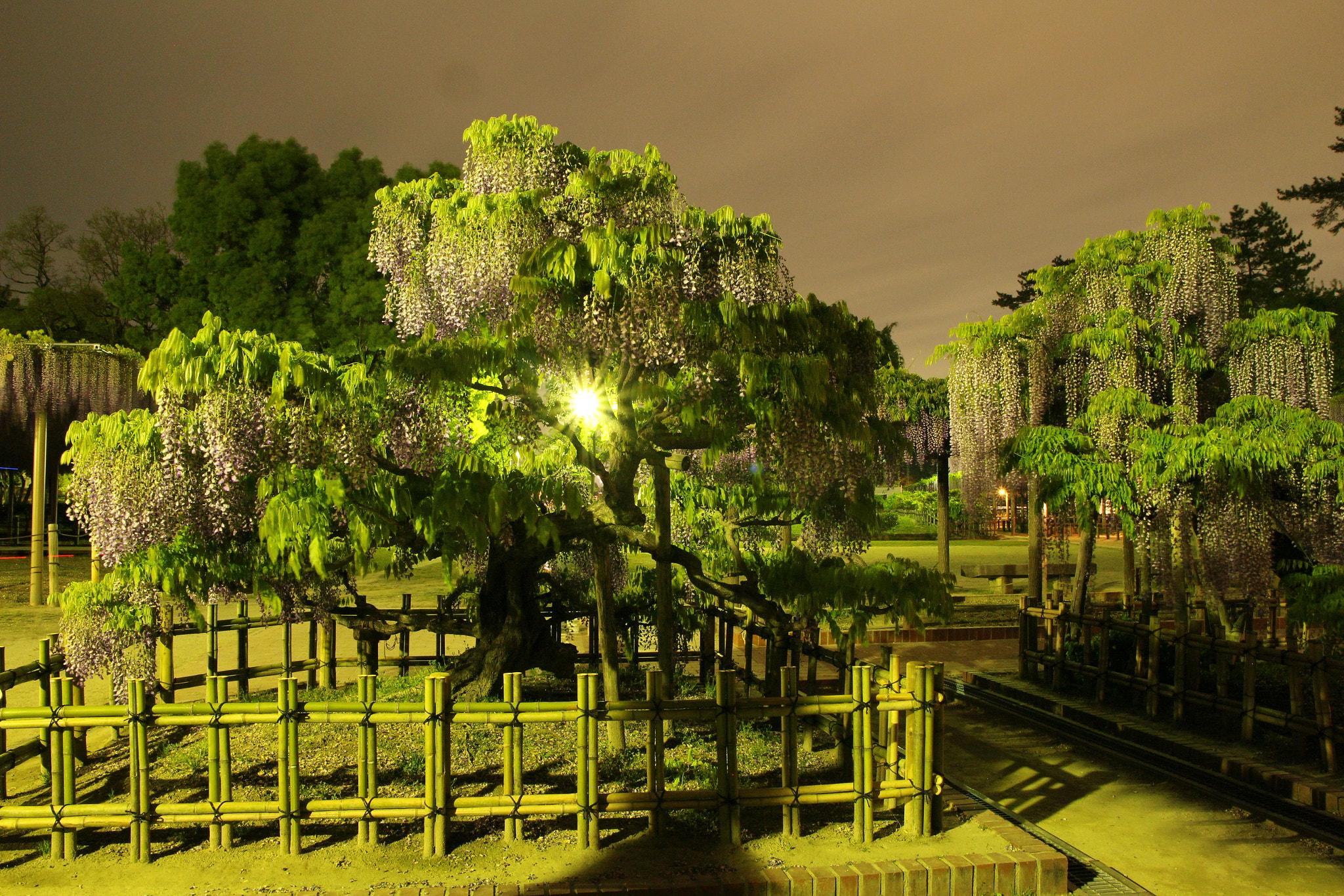 Canon EOS 700D (EOS Rebel T5i / EOS Kiss X7i) sample photo. #fujihana/wisteria photography