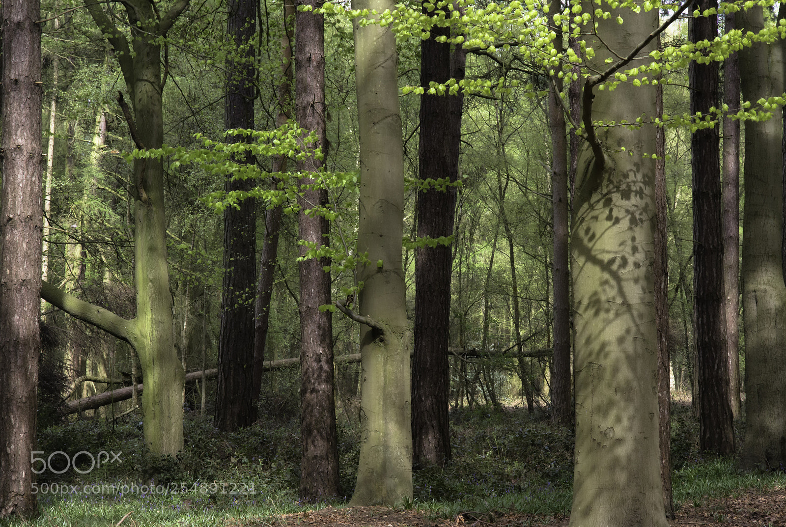 Canon EOS 7D sample photo. Hopwas woodshayes photography