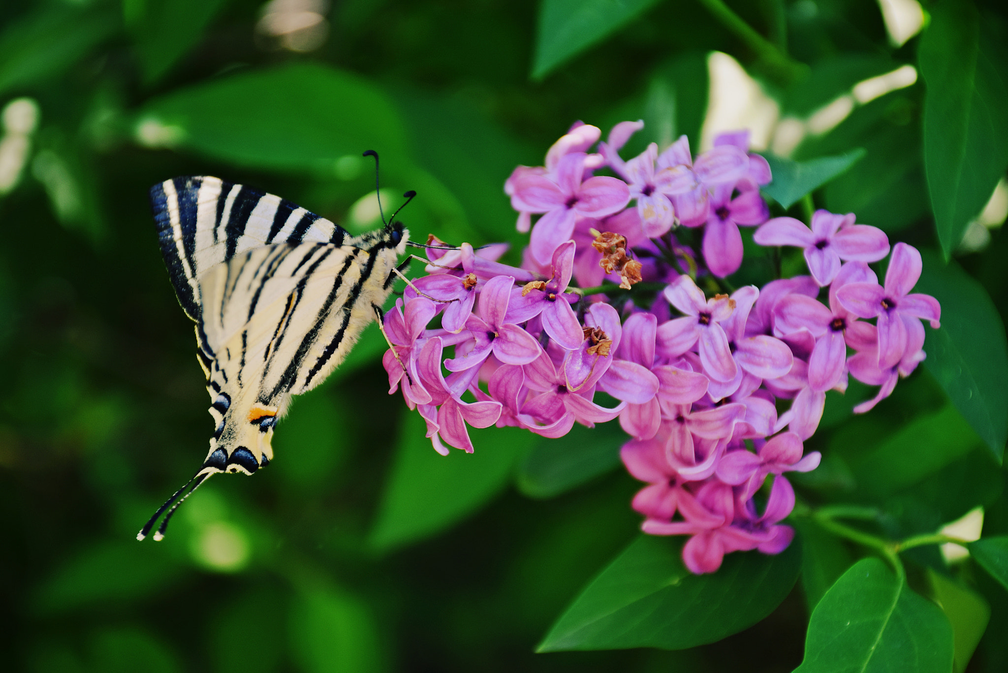 Nikon D3300 sample photo. ^^ photography