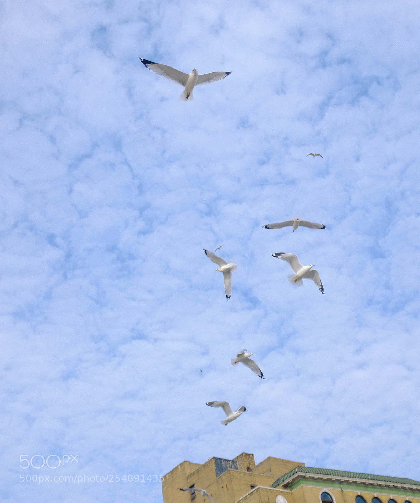 Fujifilm X100F sample photo. Walks iii photography