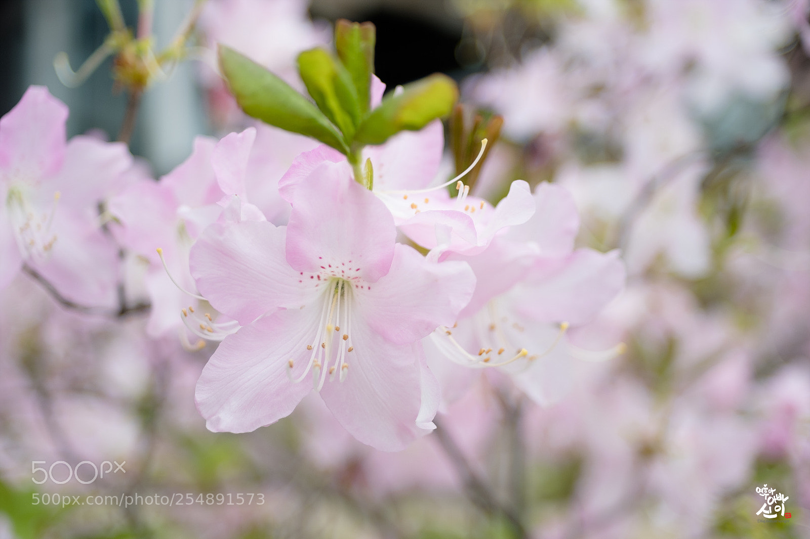 Fujifilm X-T2 sample photo. Azalea photography