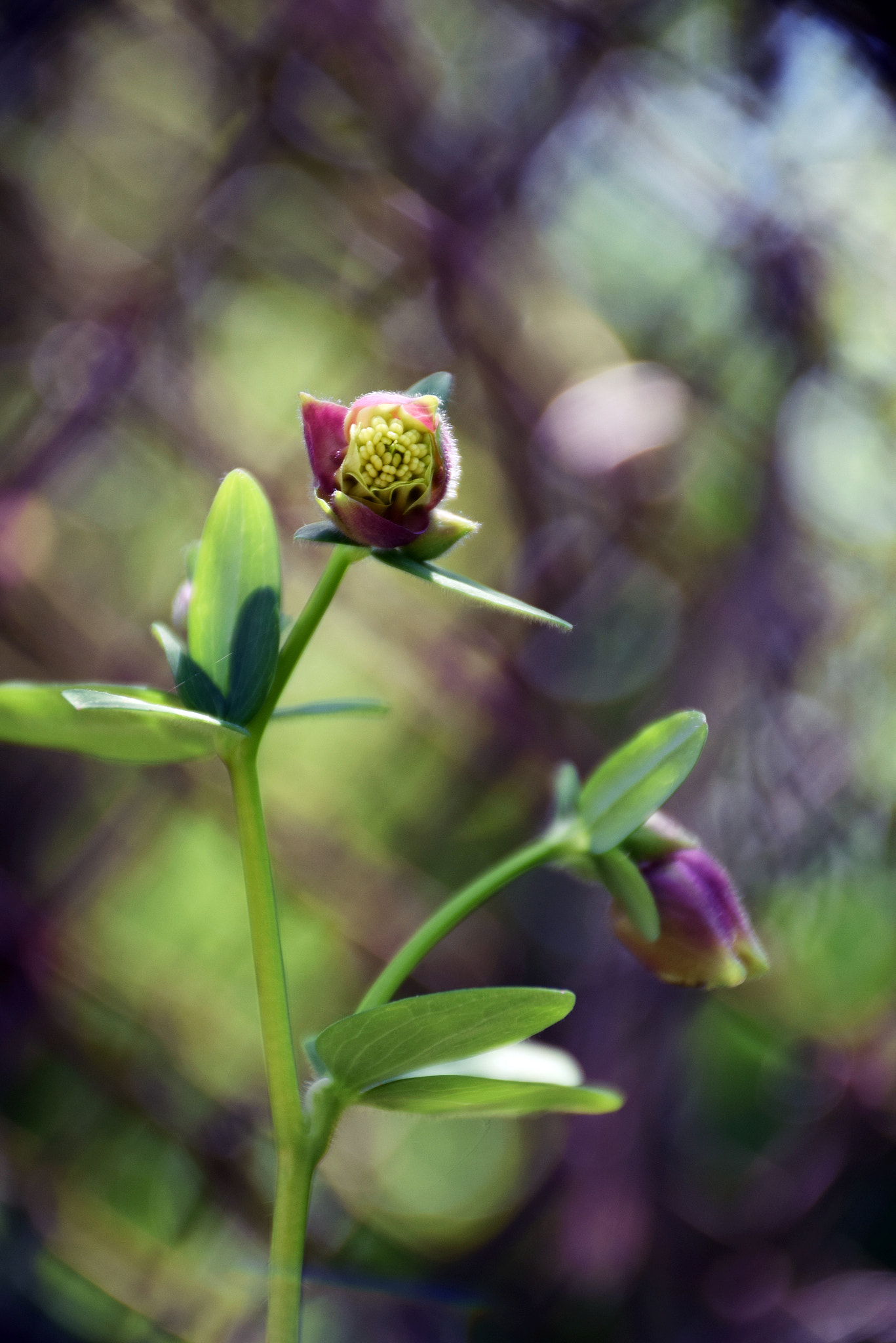 Nikon D3300 sample photo. ° photography
